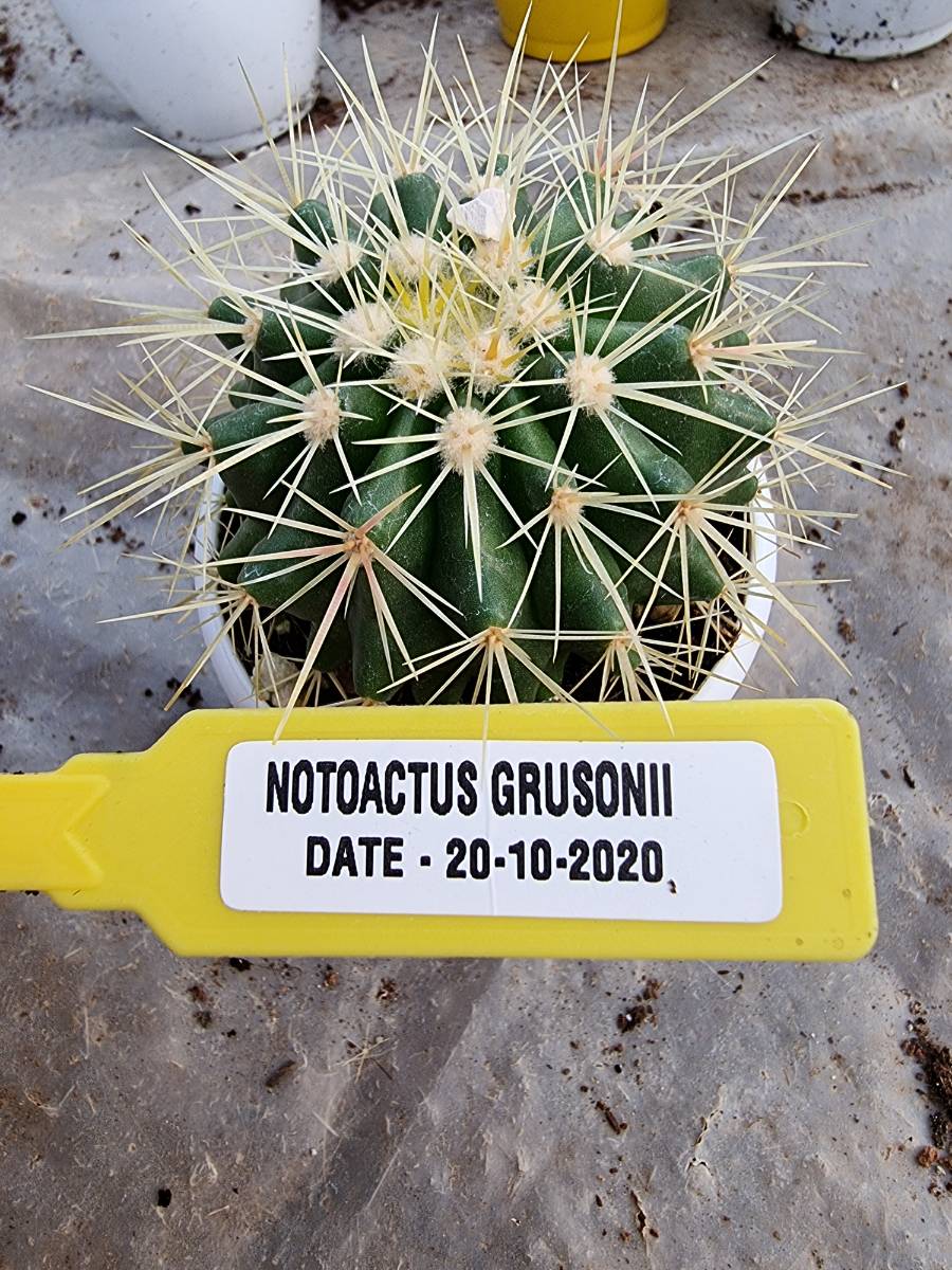 Notocactus Grusonii 7 cm pot