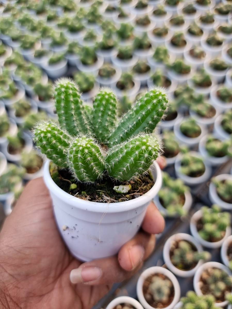 Echinopsis Chamaecereus 7 cm pot