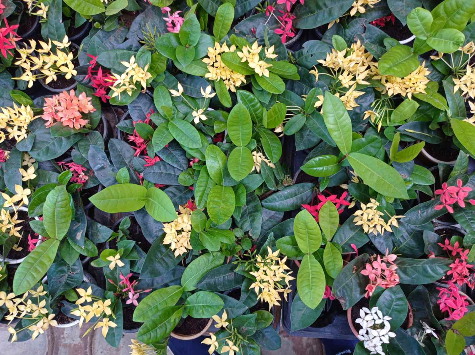 Ixora 12 Cm Pot Sanjay Nursery CAPPL