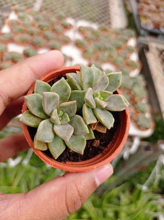 echeveria classic french trnusers サイズ2 echeveria classic french trnusers サイズ2 【公式通販】