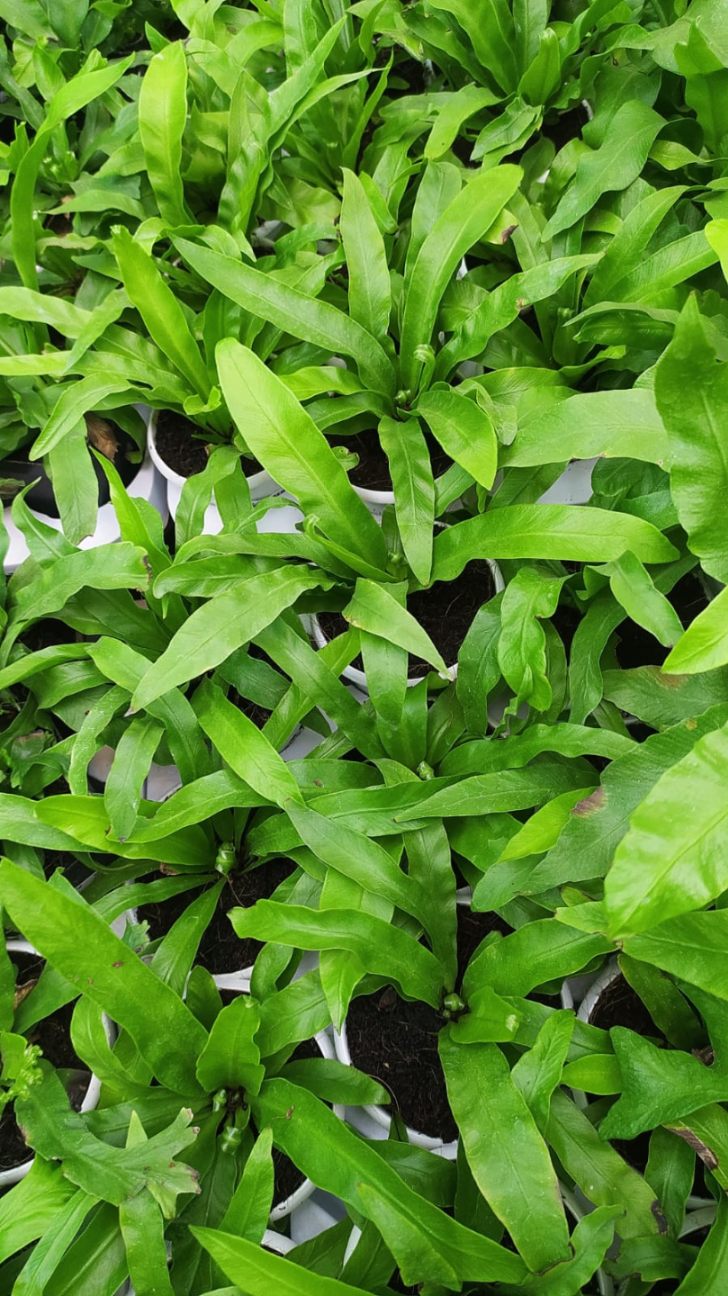 Asplenium Lemkasii 8.5 cm pot