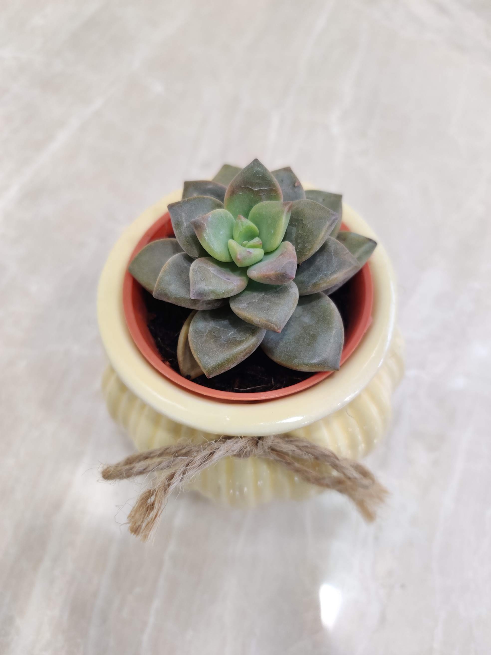 Small Succulent Plant in Yellow Matka Ceramic Pot