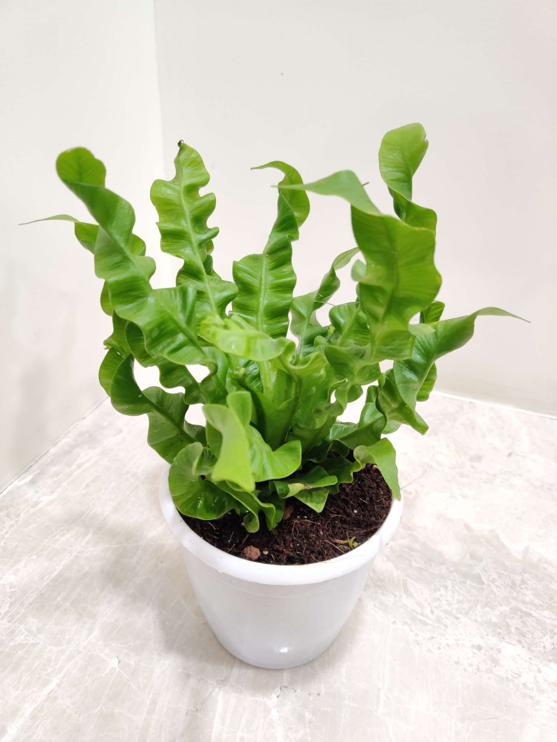 Asplenium Nidus Crispy Wave 12 cm pot