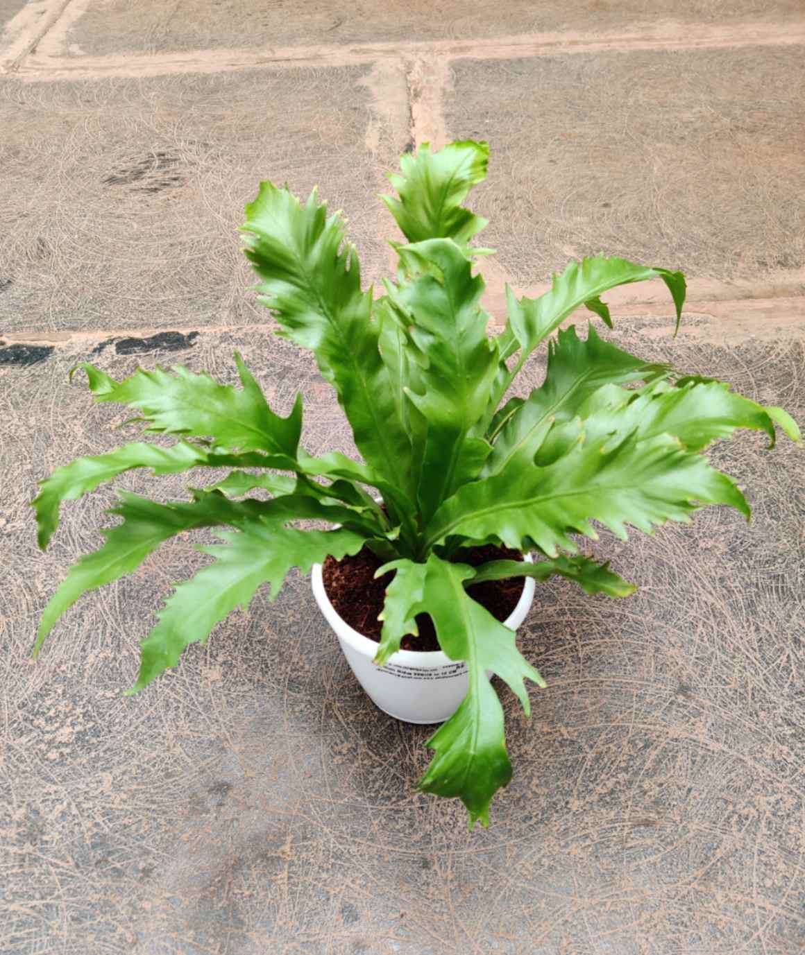 Asplenium Nidus Venus 12 cm pot