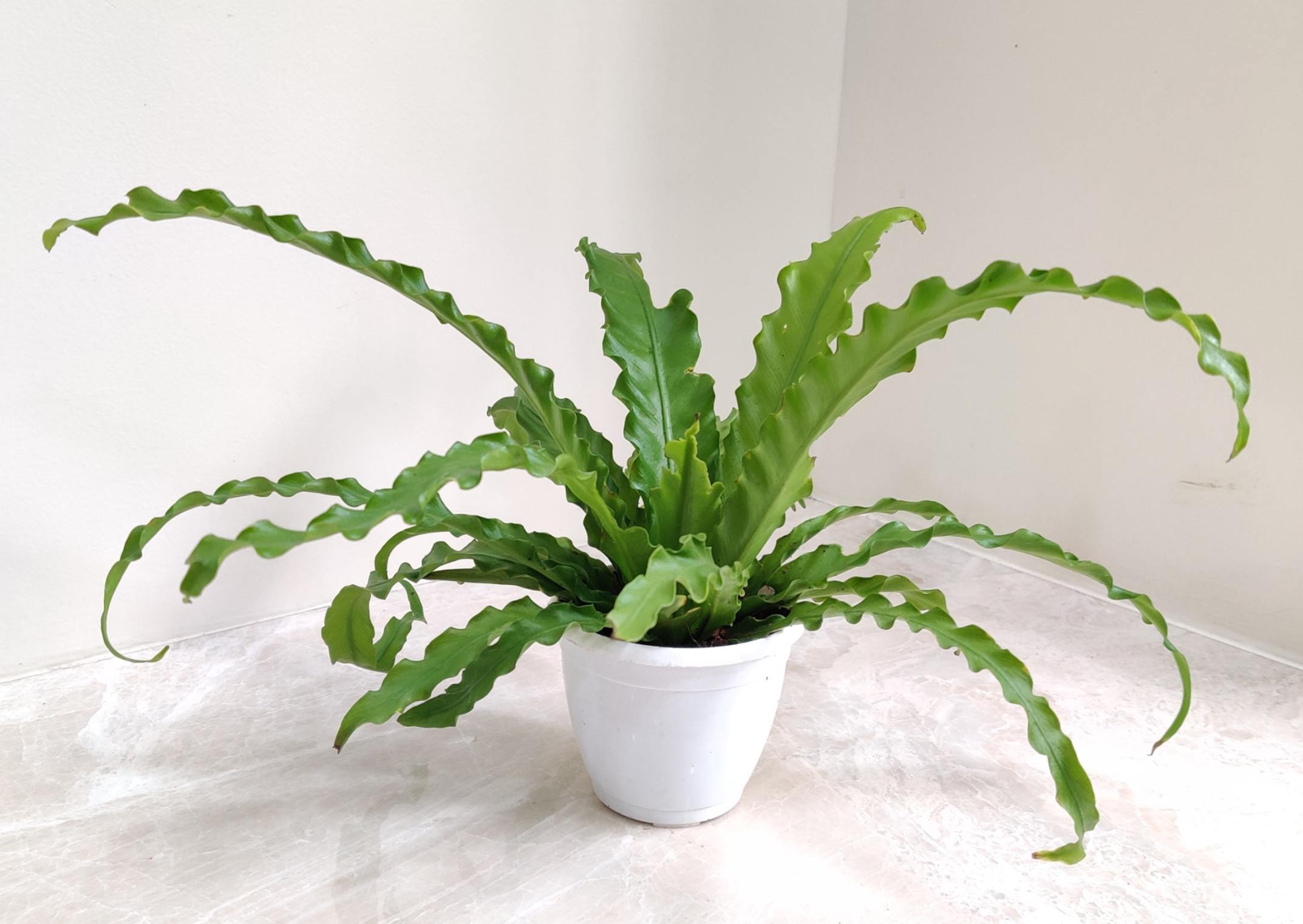 Asplenium Nidus 12 cm pot