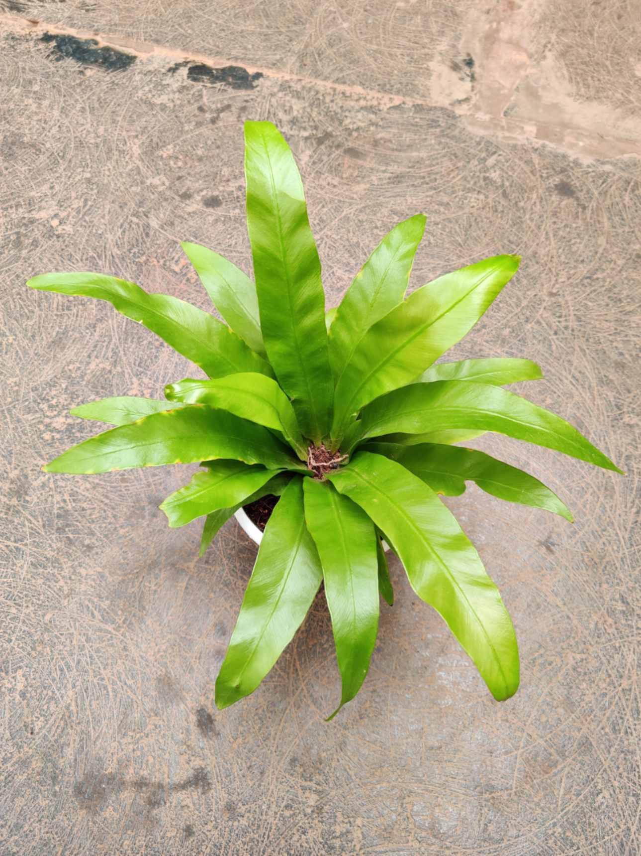 Asplenium Nidus 12 cm pot