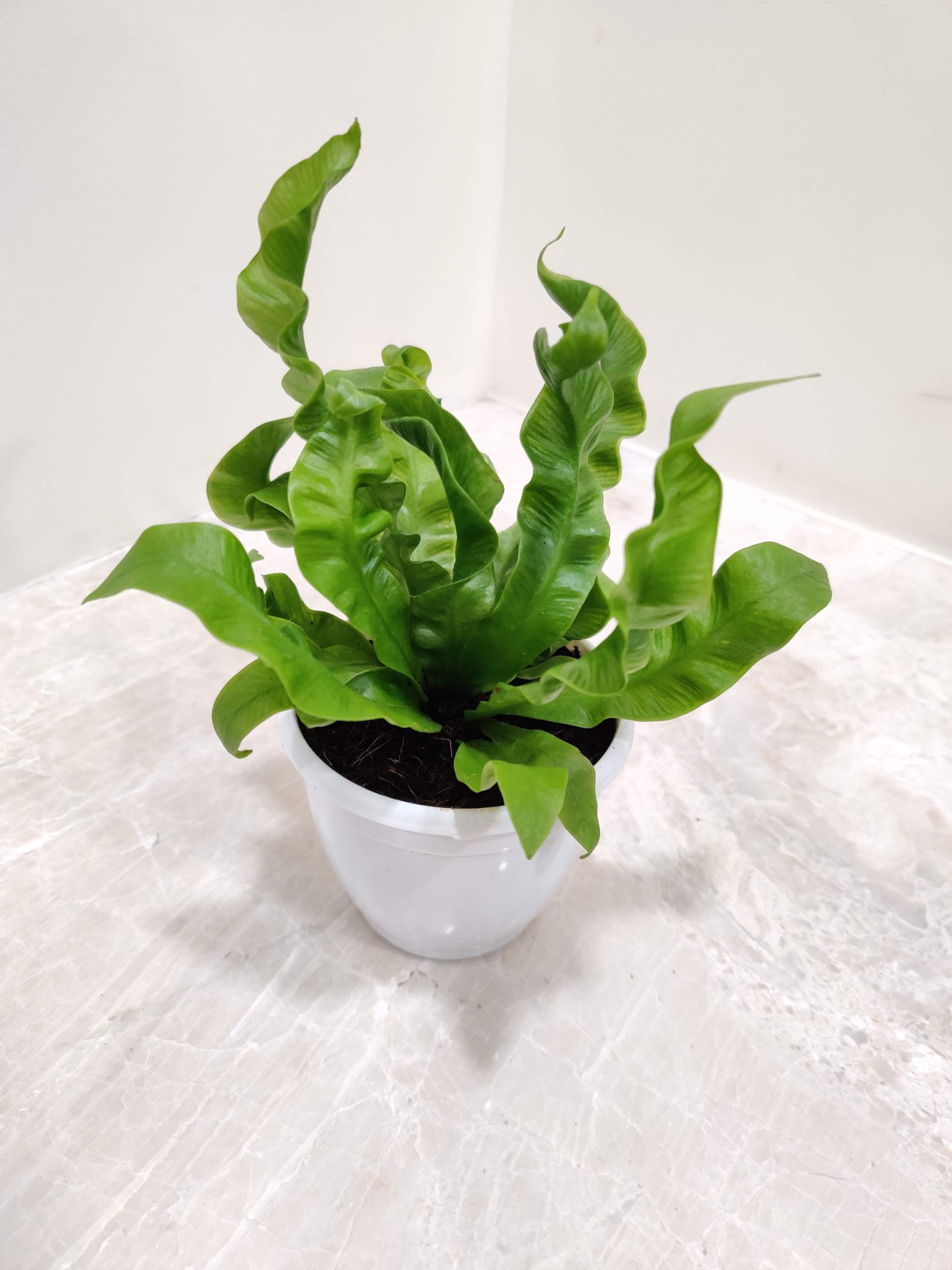 Asplenium 'Crispy Wave' 8.5 cm pot
