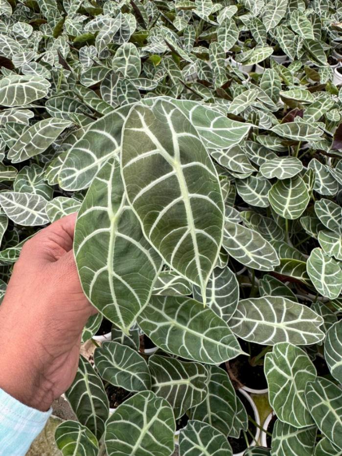 Alocasia Watsoniana 8.5 cm pot