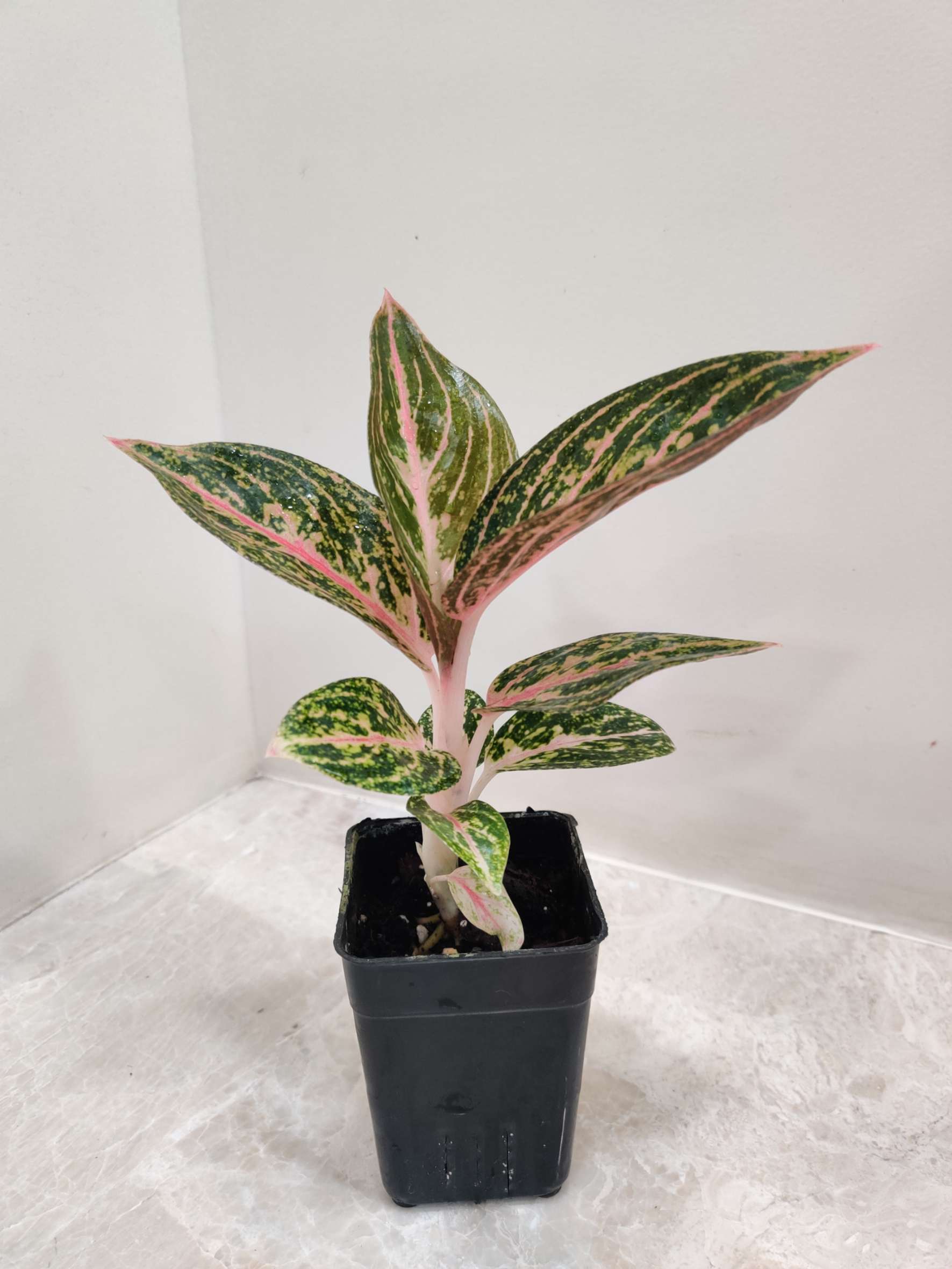 Aglaonema Golden Powder Plants 7 cm pot