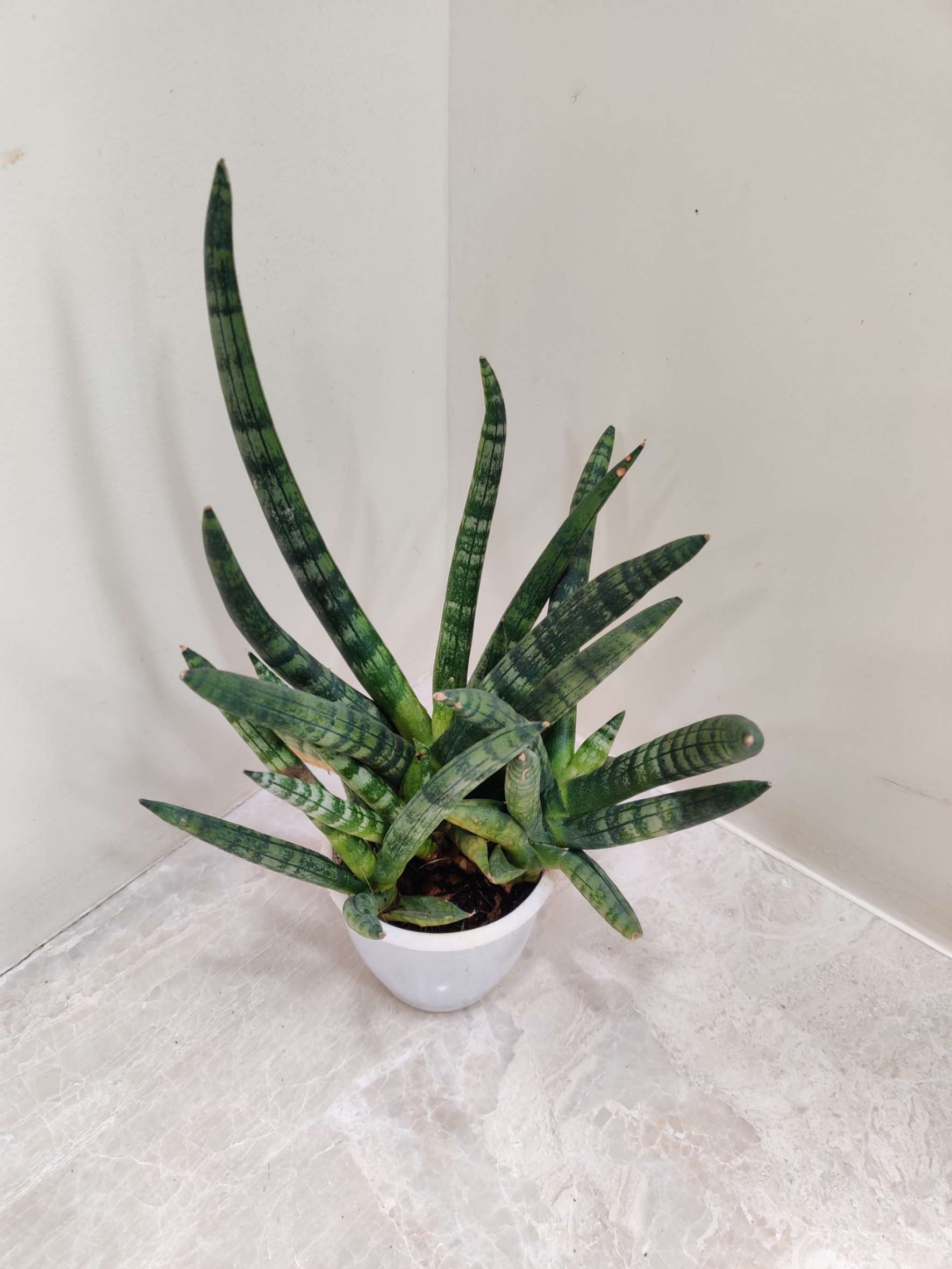 Sansevieria 'Boncel' 8.5 cm pot