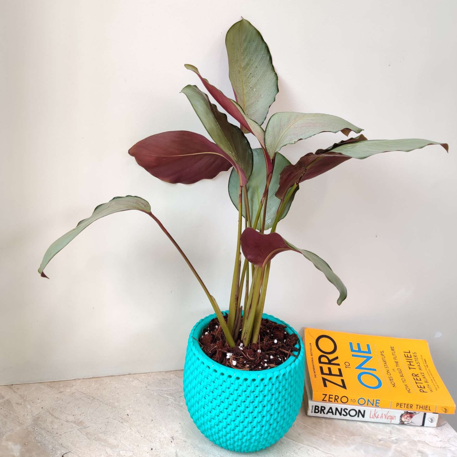 imperata cylindrica red baron pflege Plantenwelt