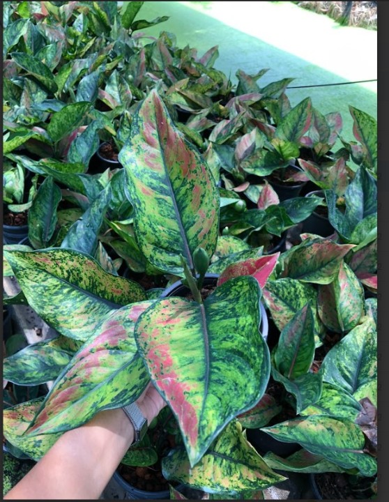 エクセル　Aglaonema Heng-Heng Aglaonema Heng Heng – Giant Tropical Nursery