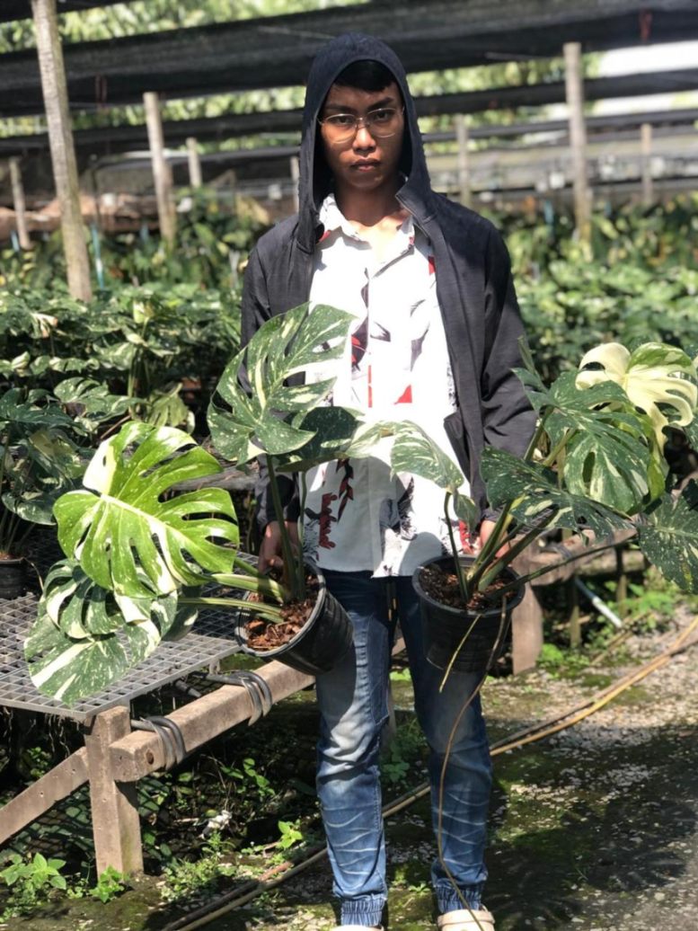 Monstera Thai constellation 18 cm pot