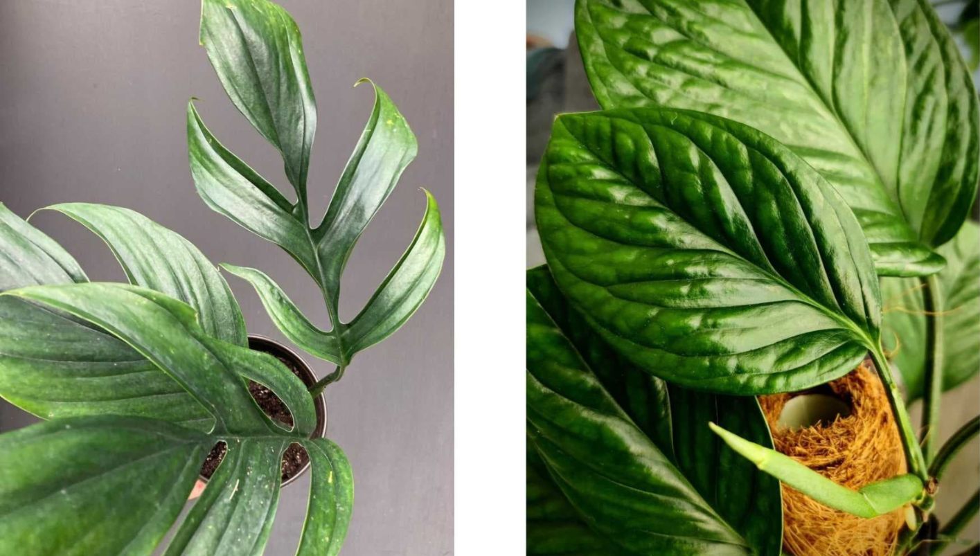Monstera pinnatipartita