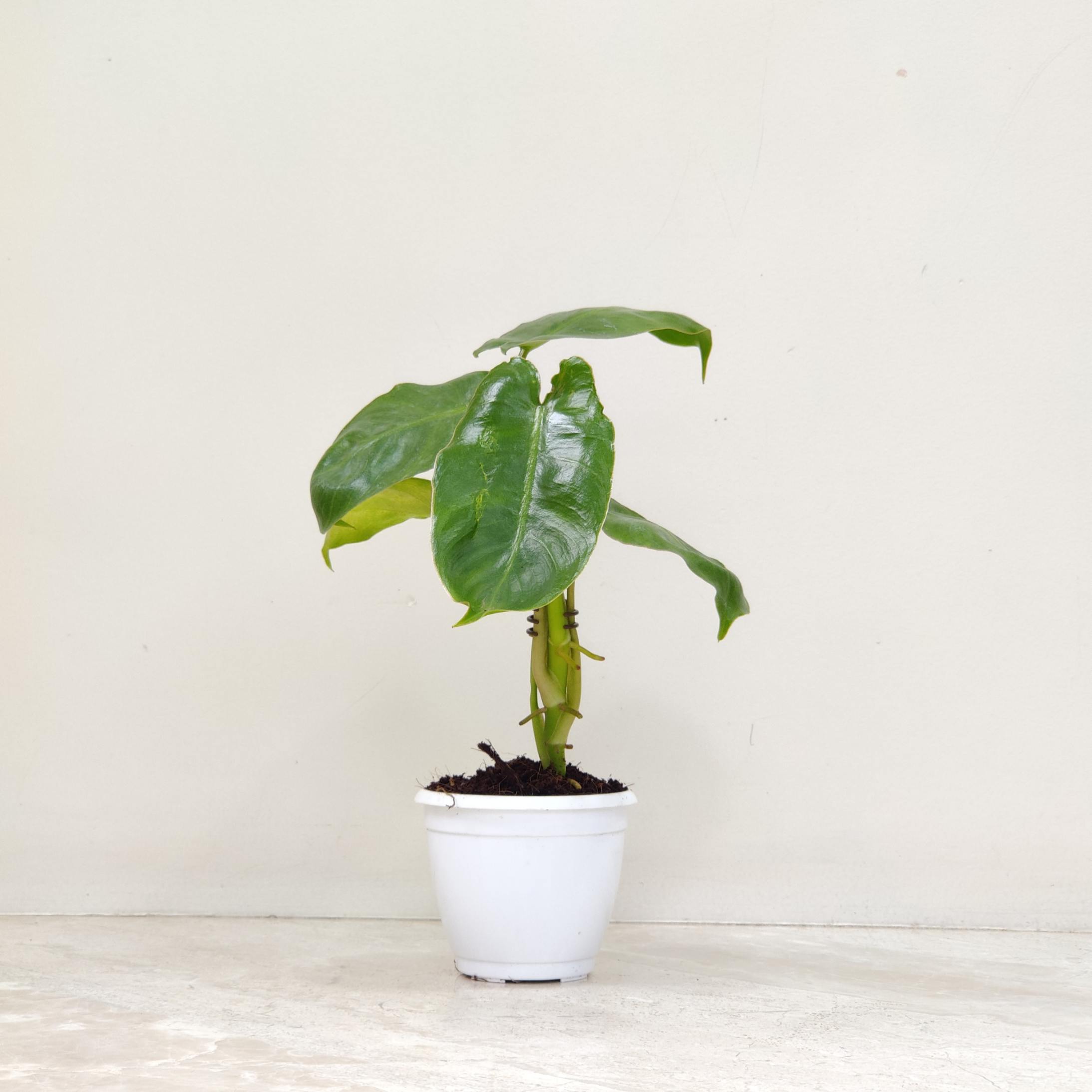 Philodendron 'Kerala Hybrid' 8.5 cm pot
