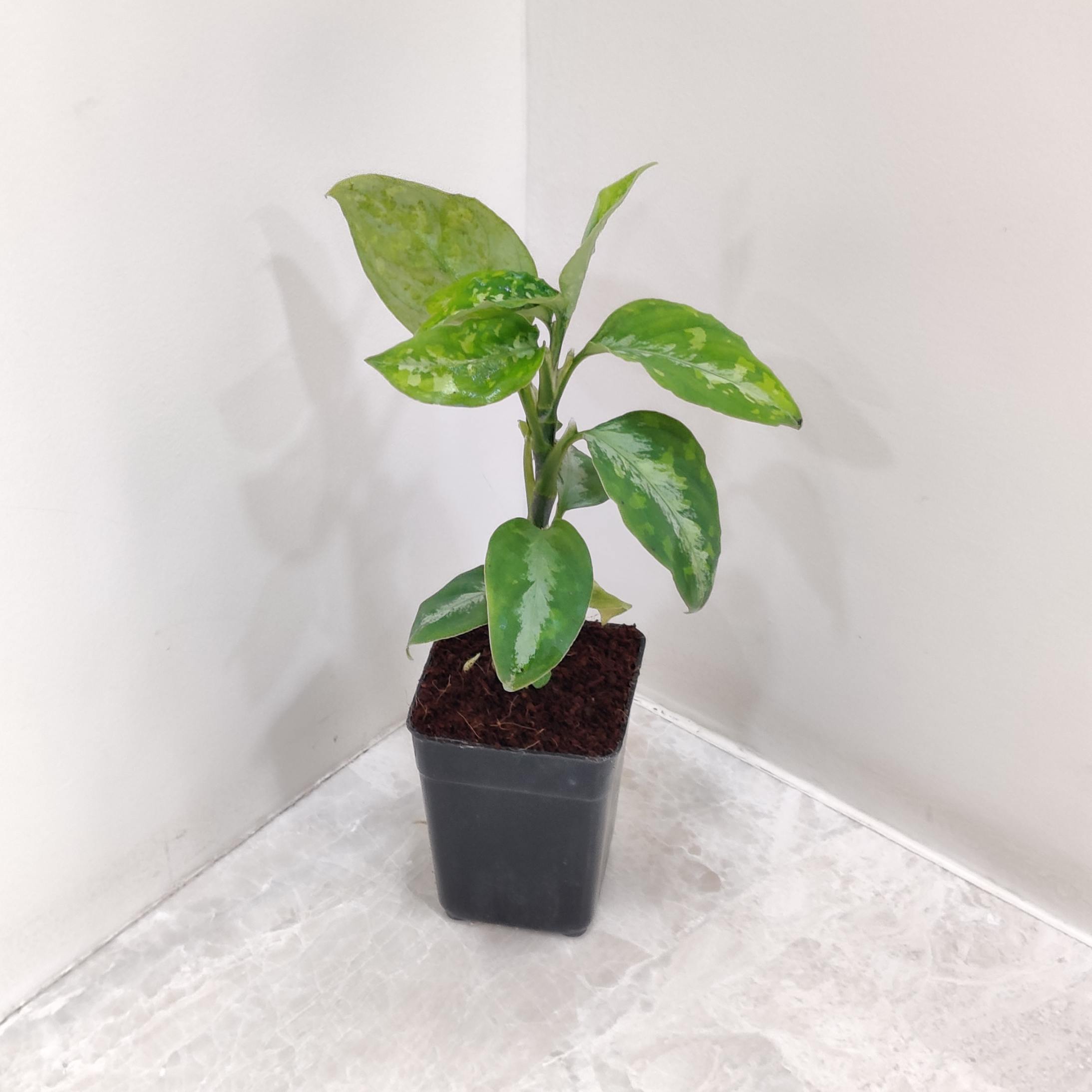 Aglaonema Pictum Tricolor 7 cm pot | Sanjay Nursery - CAPPL 