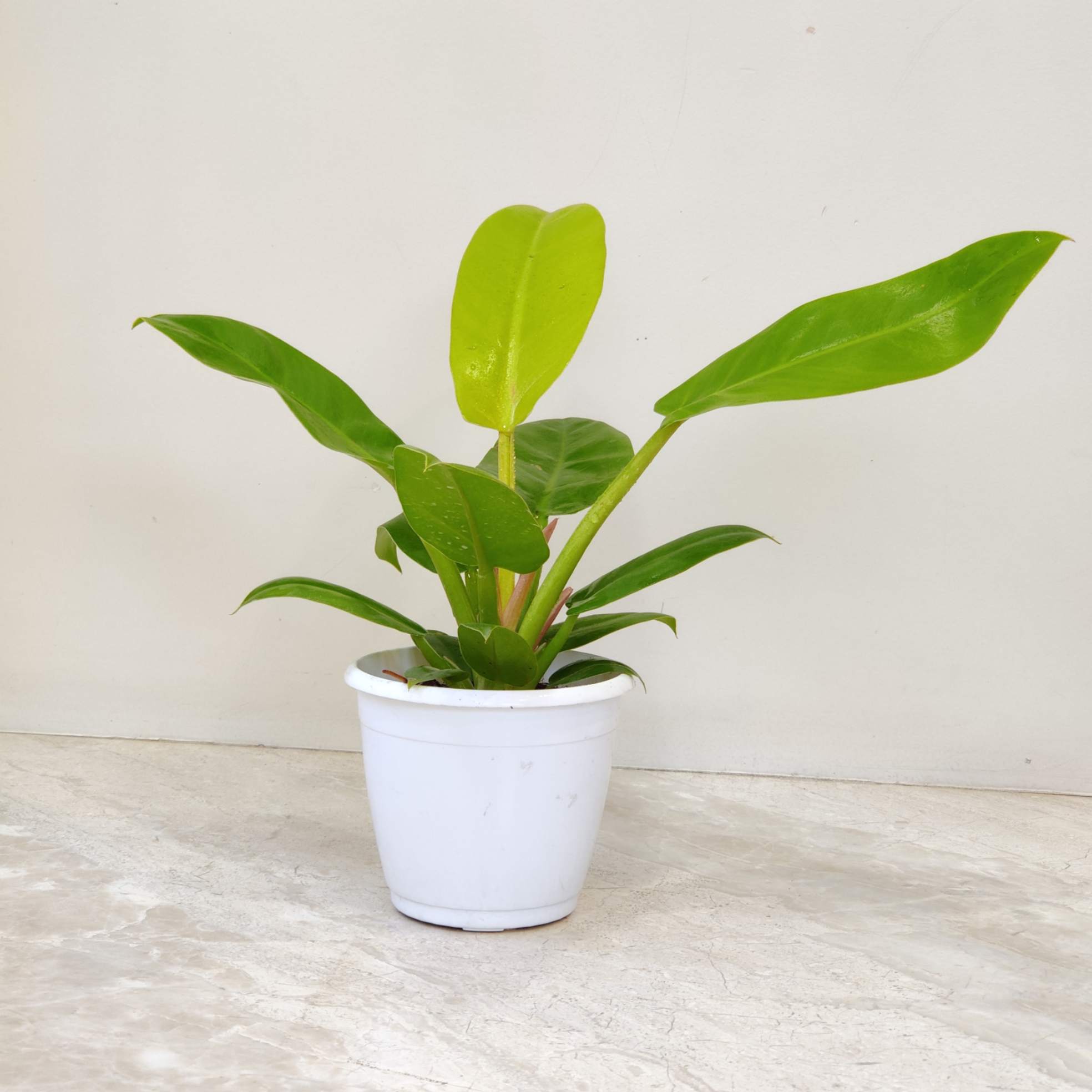 Philodendron 'Golden Melinonii' 12 cm pot