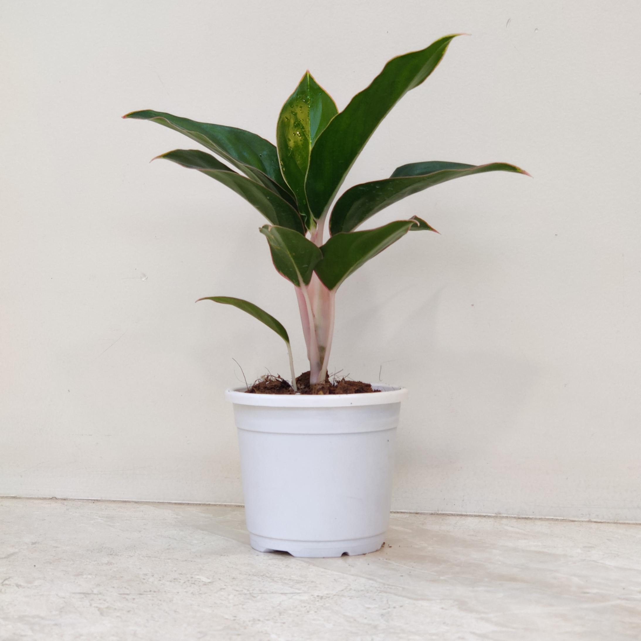 Aglaonema Green Lipstick Plants 10 cm pot