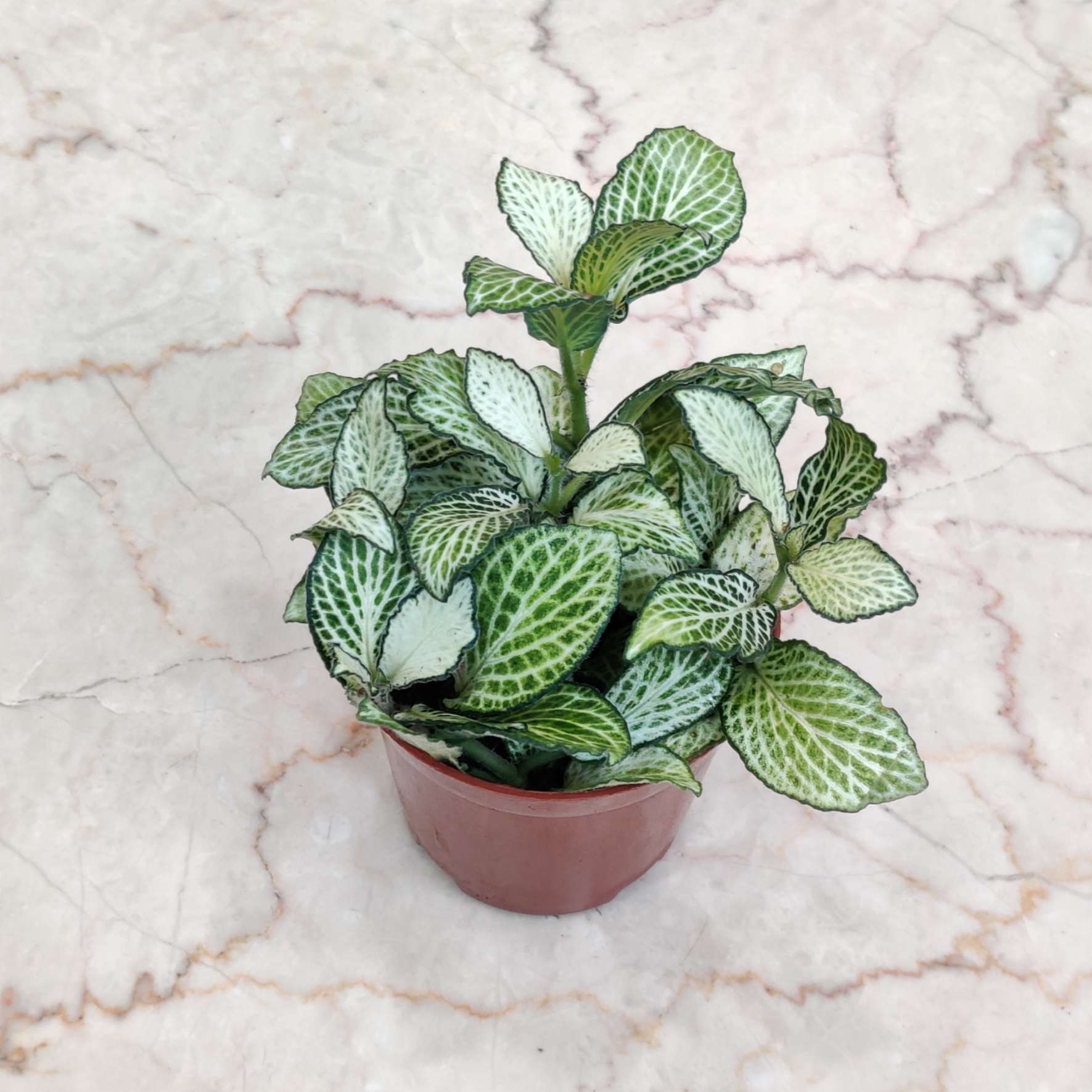 Fittonia 'Green Plants 7 cm pot