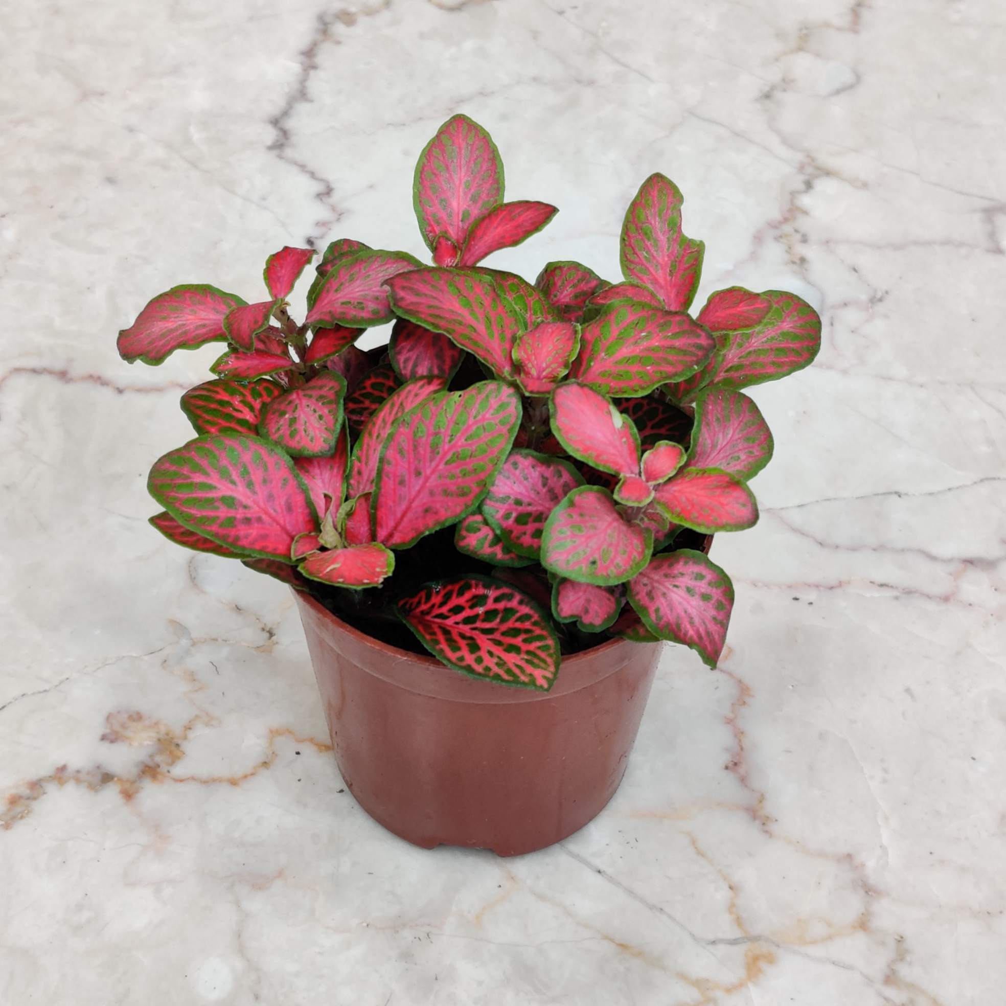 Fittonia 'Pink' Plants 8.5 cm pot
