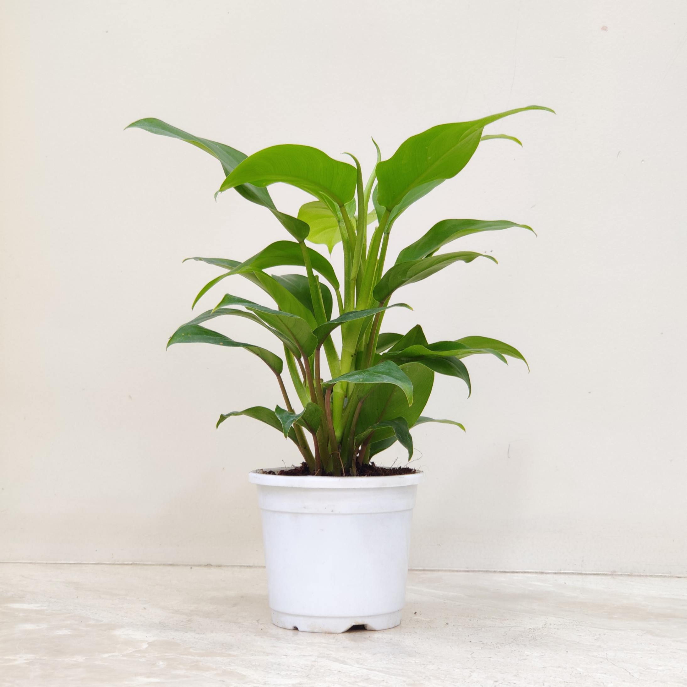 Philodendron 'Ceylon Golden' (Green) 10 cm pot