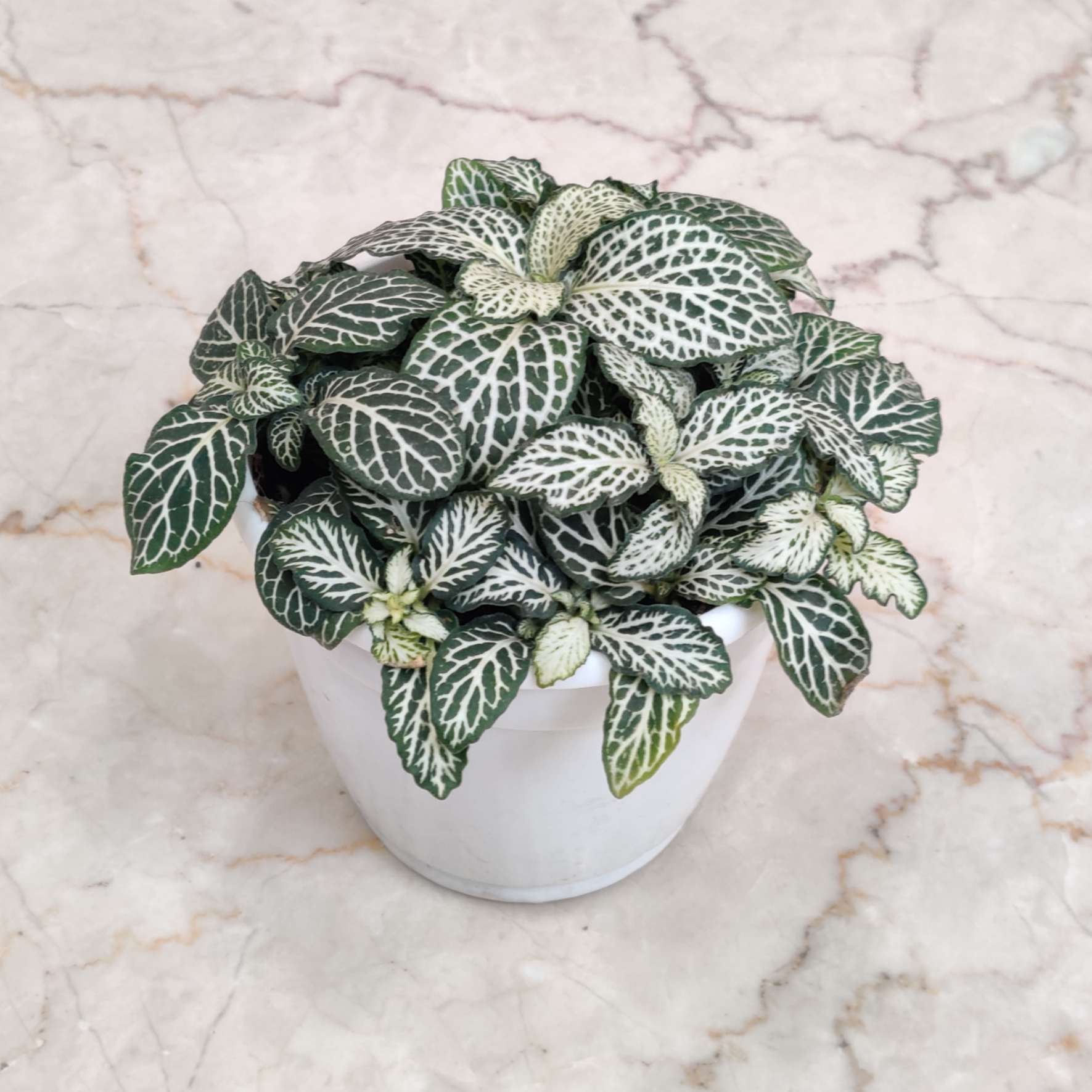 Fittonia 'Green' Plants 10 cm pot