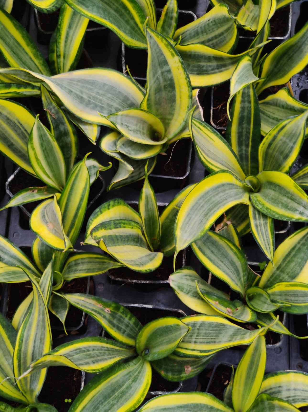 Sansevieria 'Crooked' 8.5 cm pot
