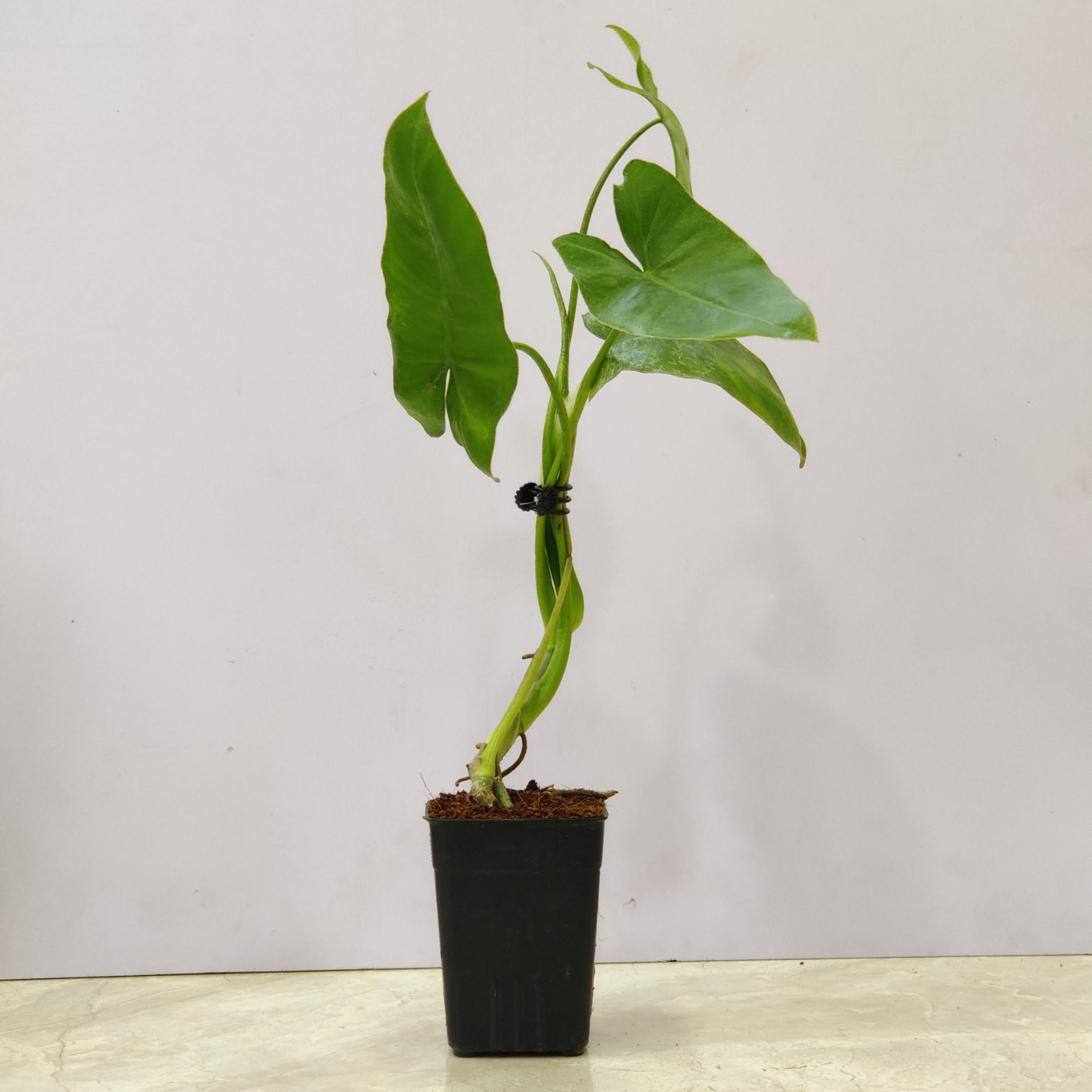 Philodendron Paraiso Verde Plant 8.5 cm pot