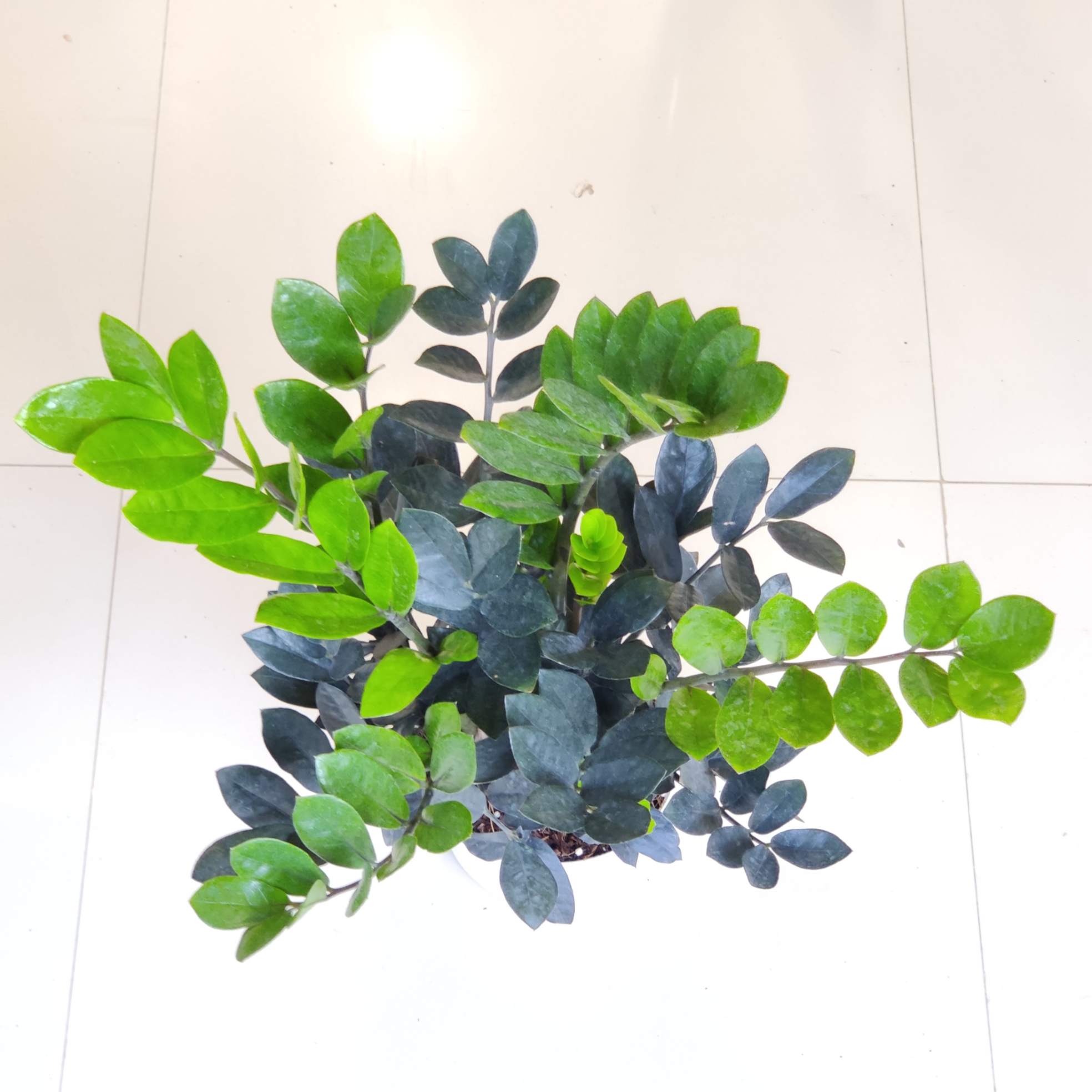 Zamioculcas zamiifolia 'Raven' (Black ZZ Plant) 18 cm pot