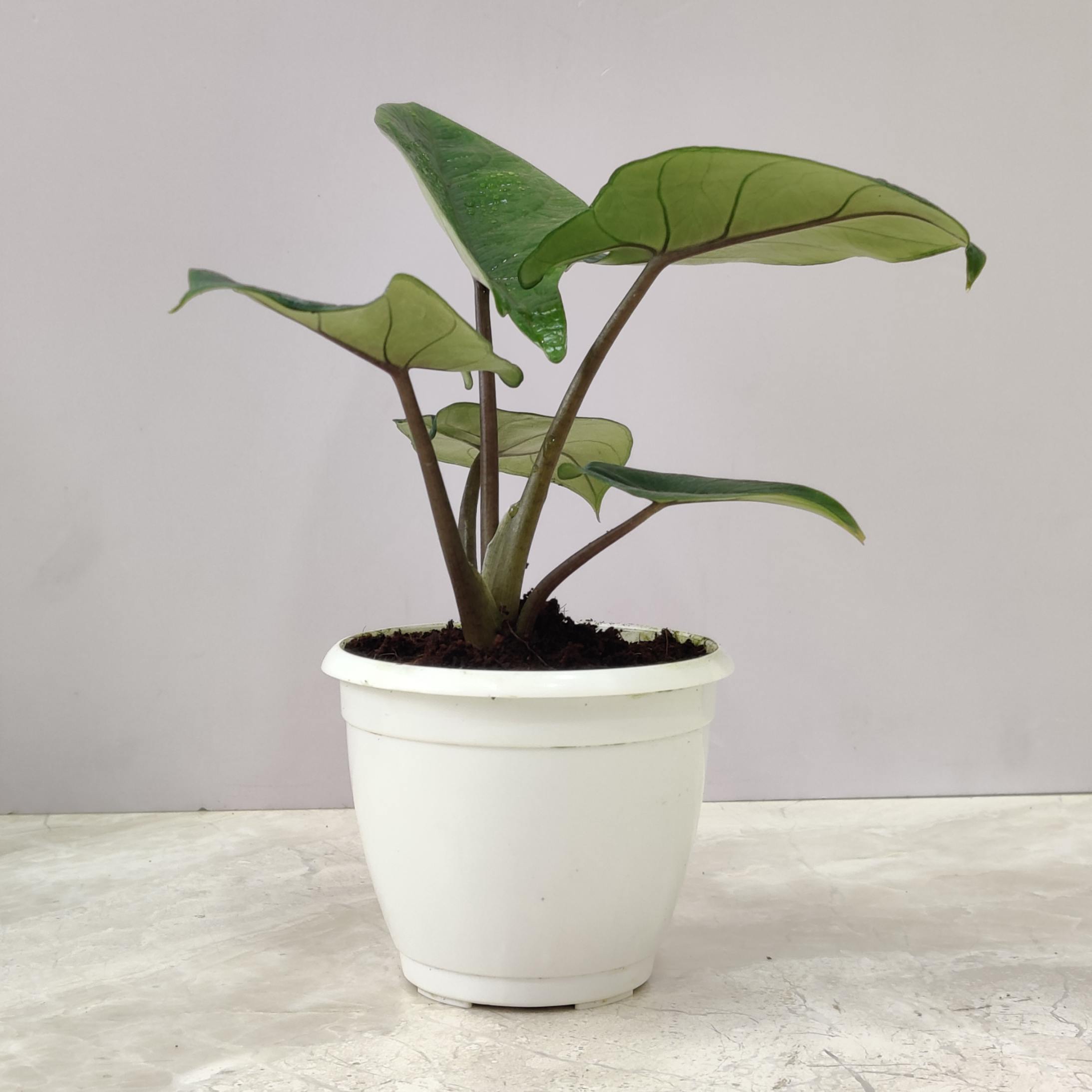 Alocasia Wentii 'Ruby' 8.5 cm pot
