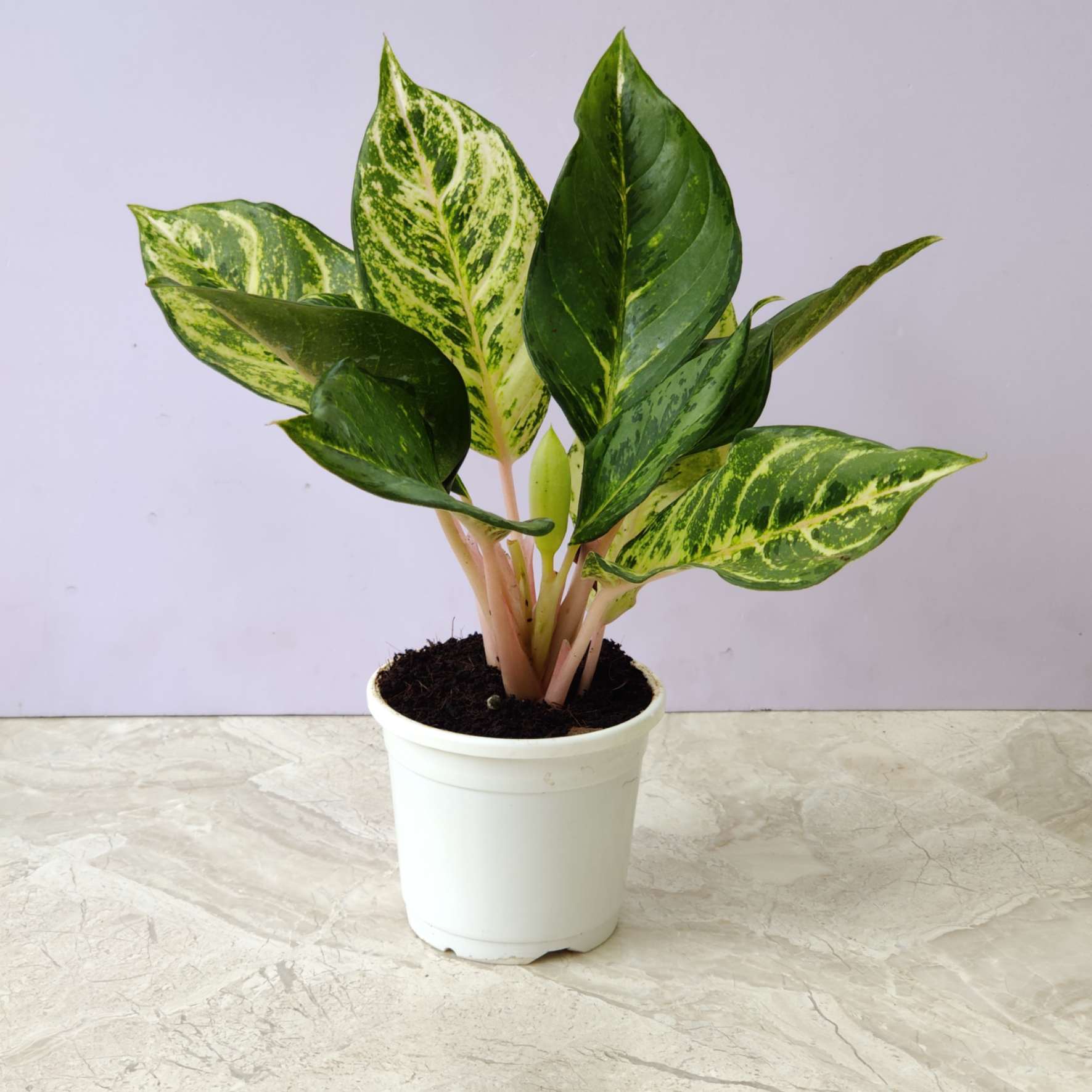 Aglaonema Green Lucky Plants 10 cm pot