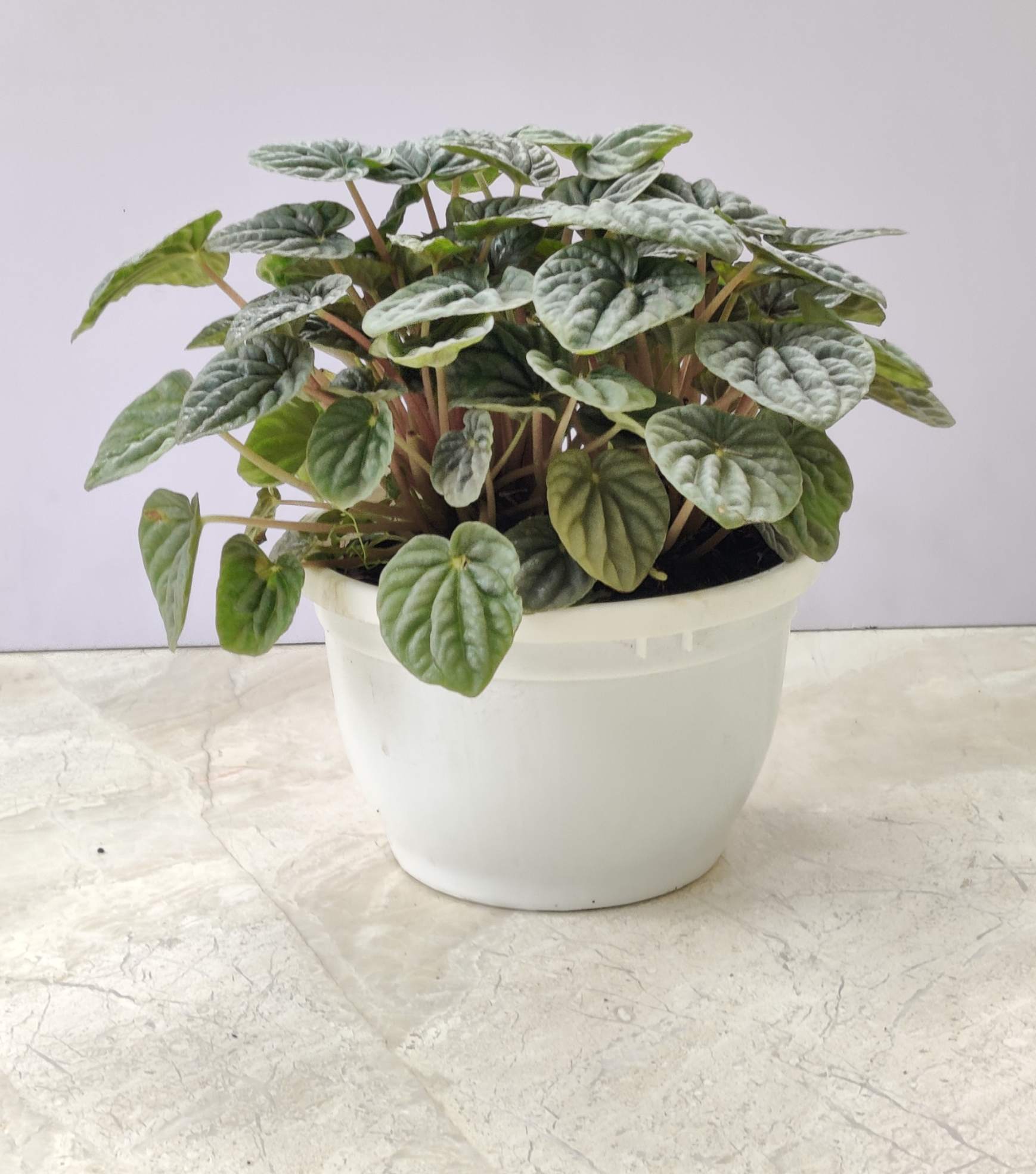 Peperomia Caperata 15 cm pot
