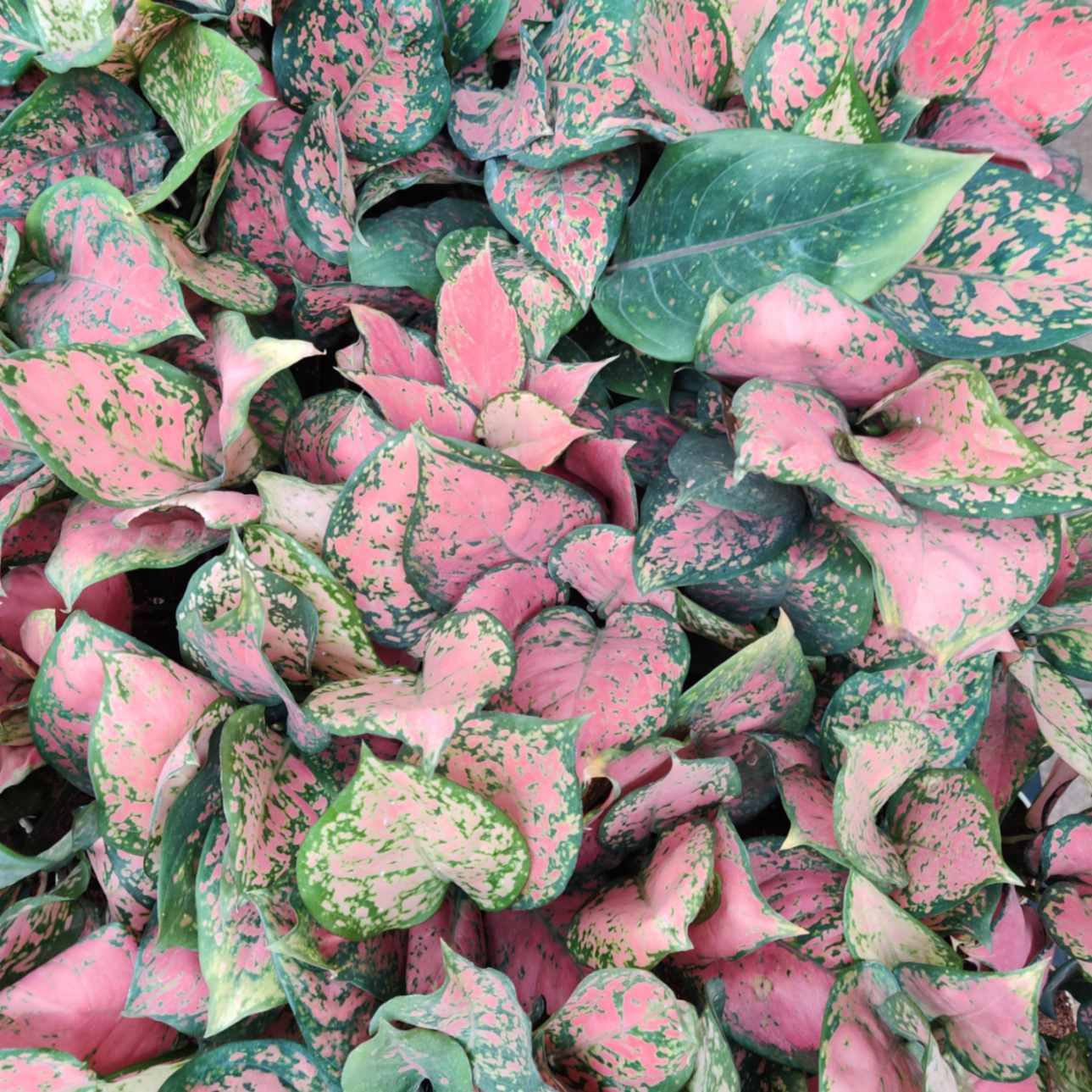 Aglaonema Anjuman Plants 7 cm pot