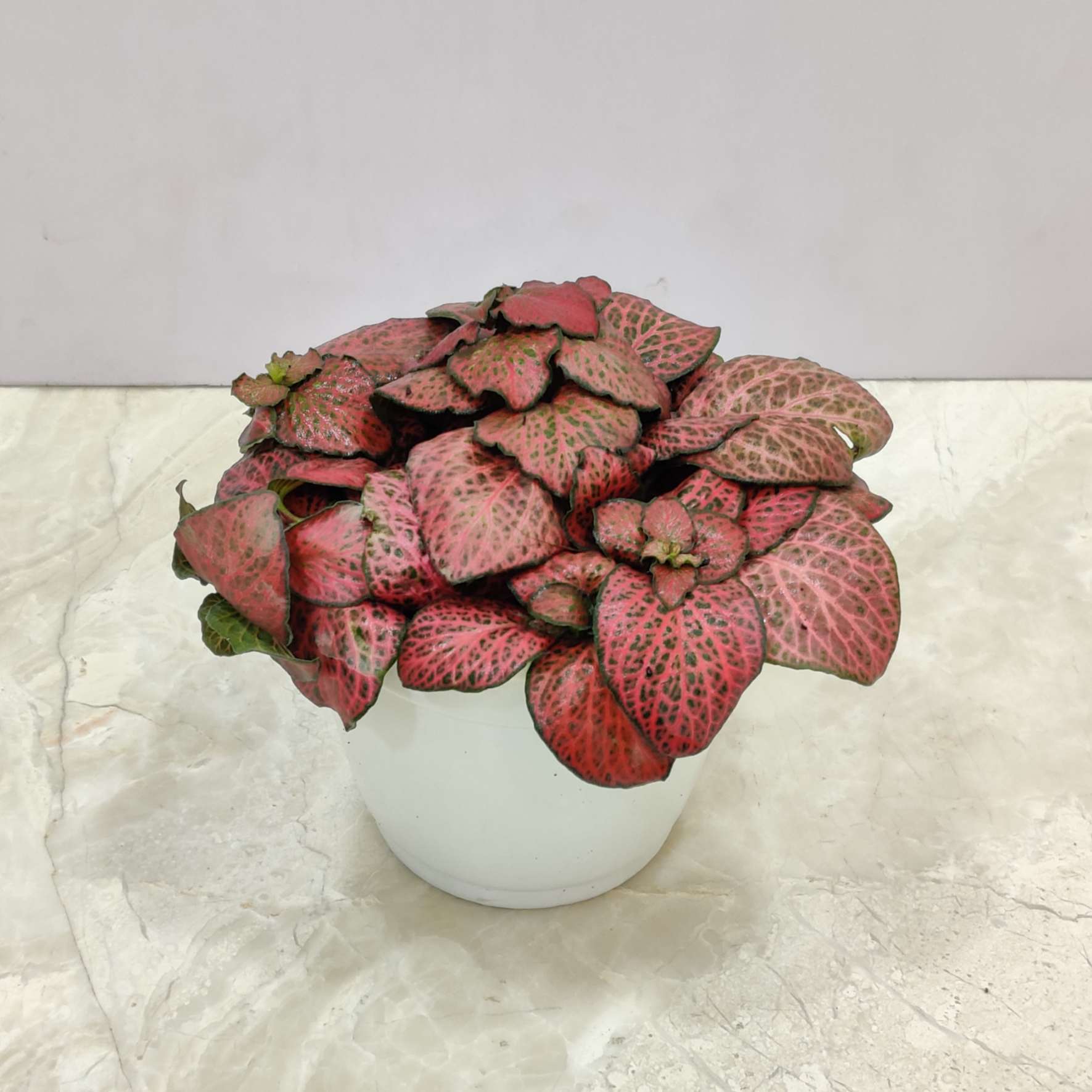 Fittonia 'Forest Flame' Plants 10 cm pot