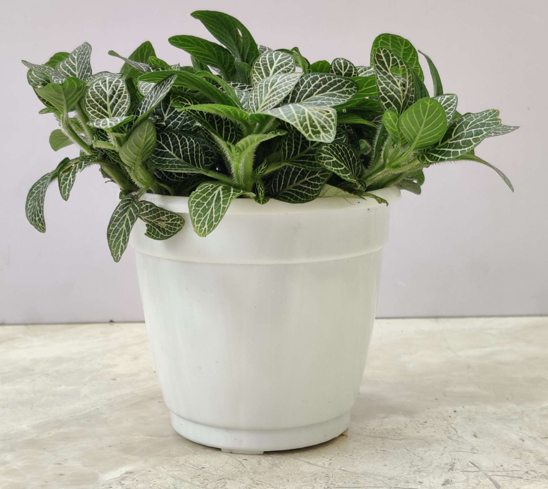 Fittonia Root Bridges 'Green' Plants 10 cm pot