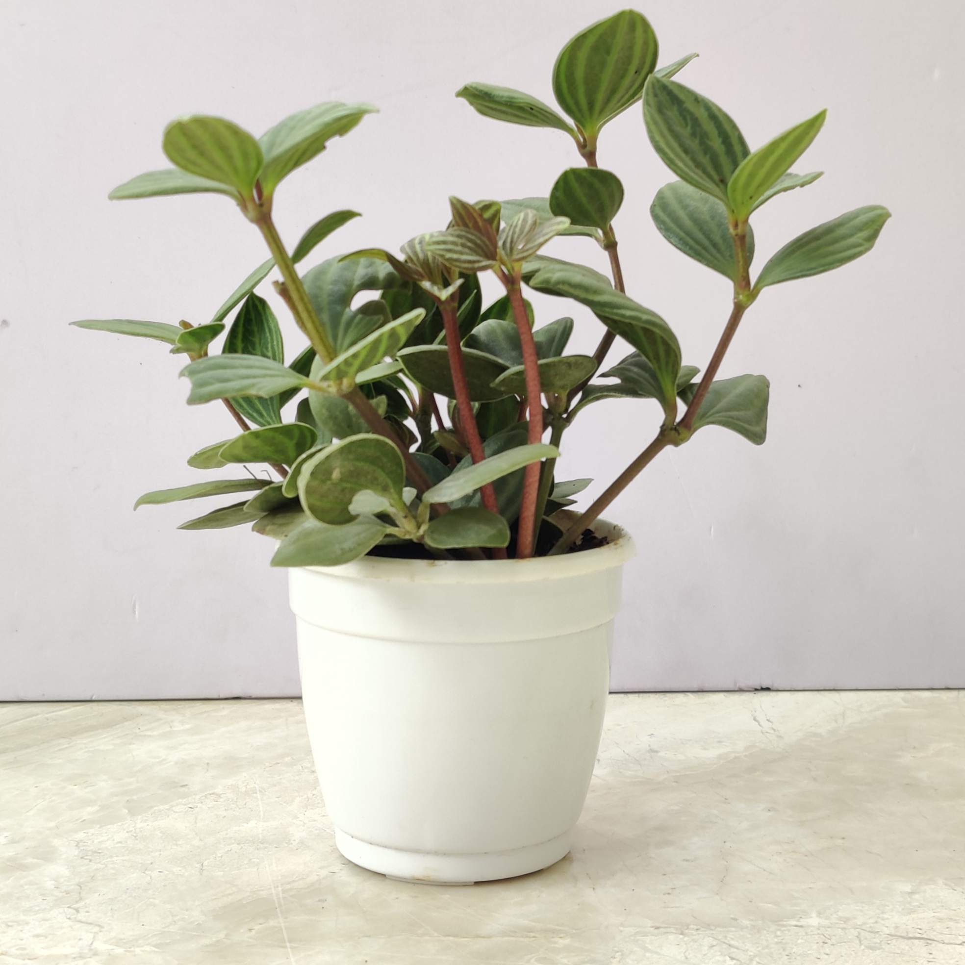 Peperomia Angulata 8.5 cm pot