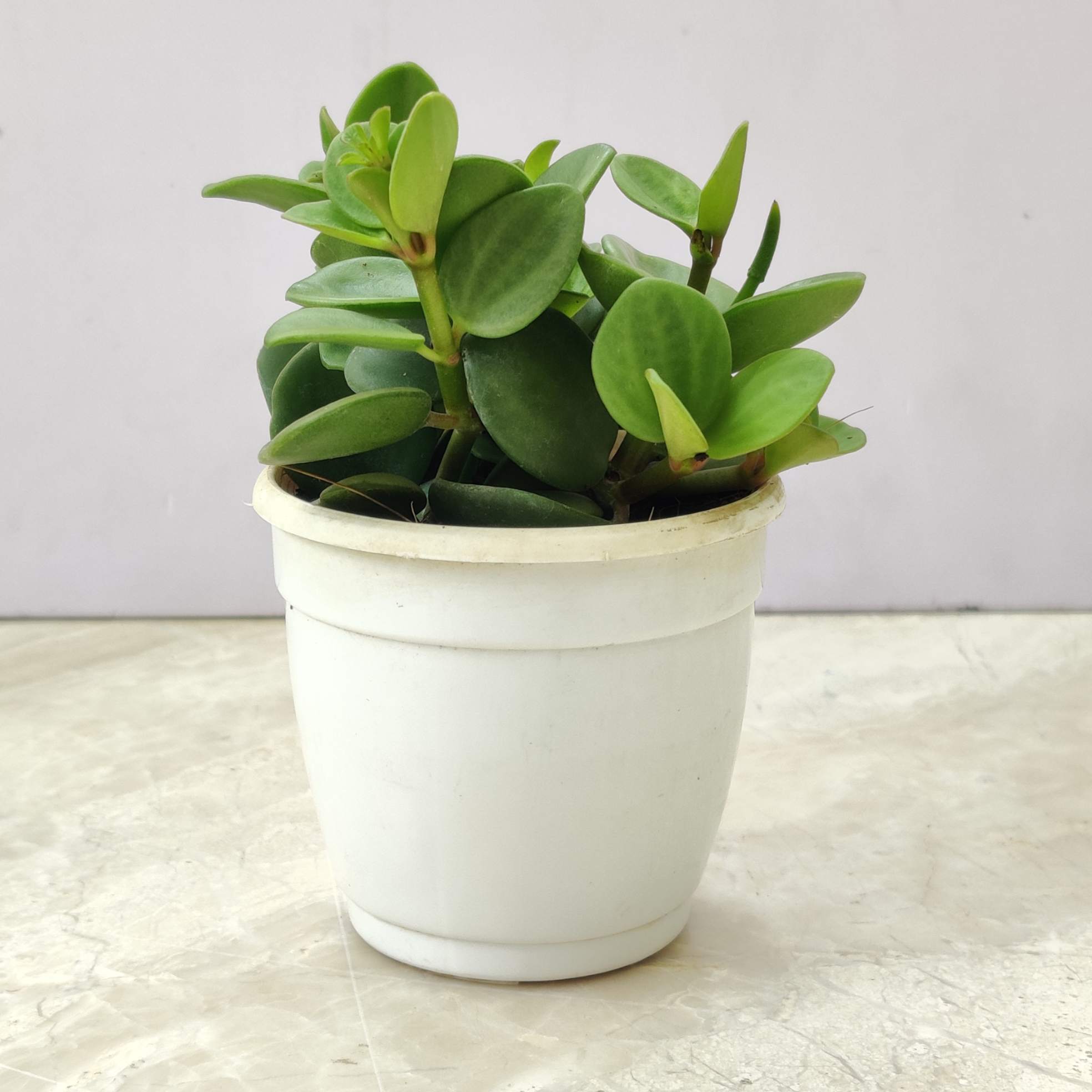 Peperomia 'Hope' 7 cm pot