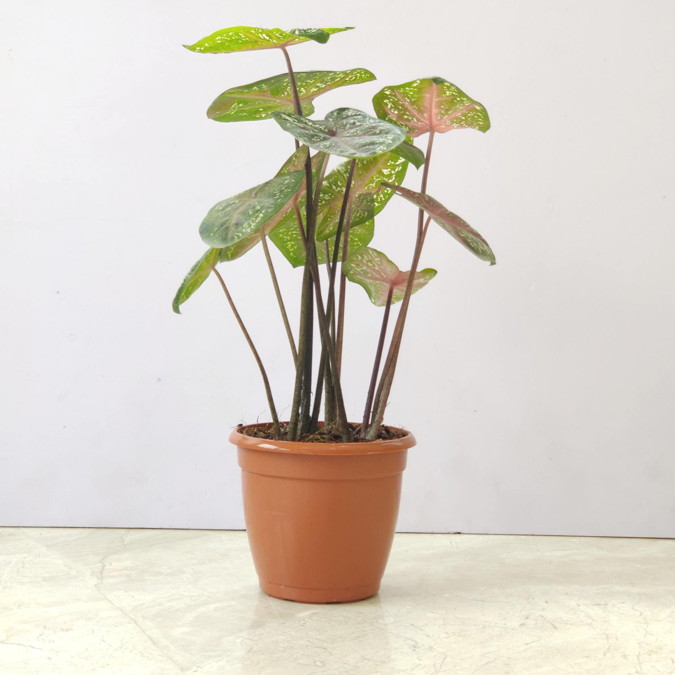 Caladium Andhagnai Greens Elephant Ear 12 cm pot