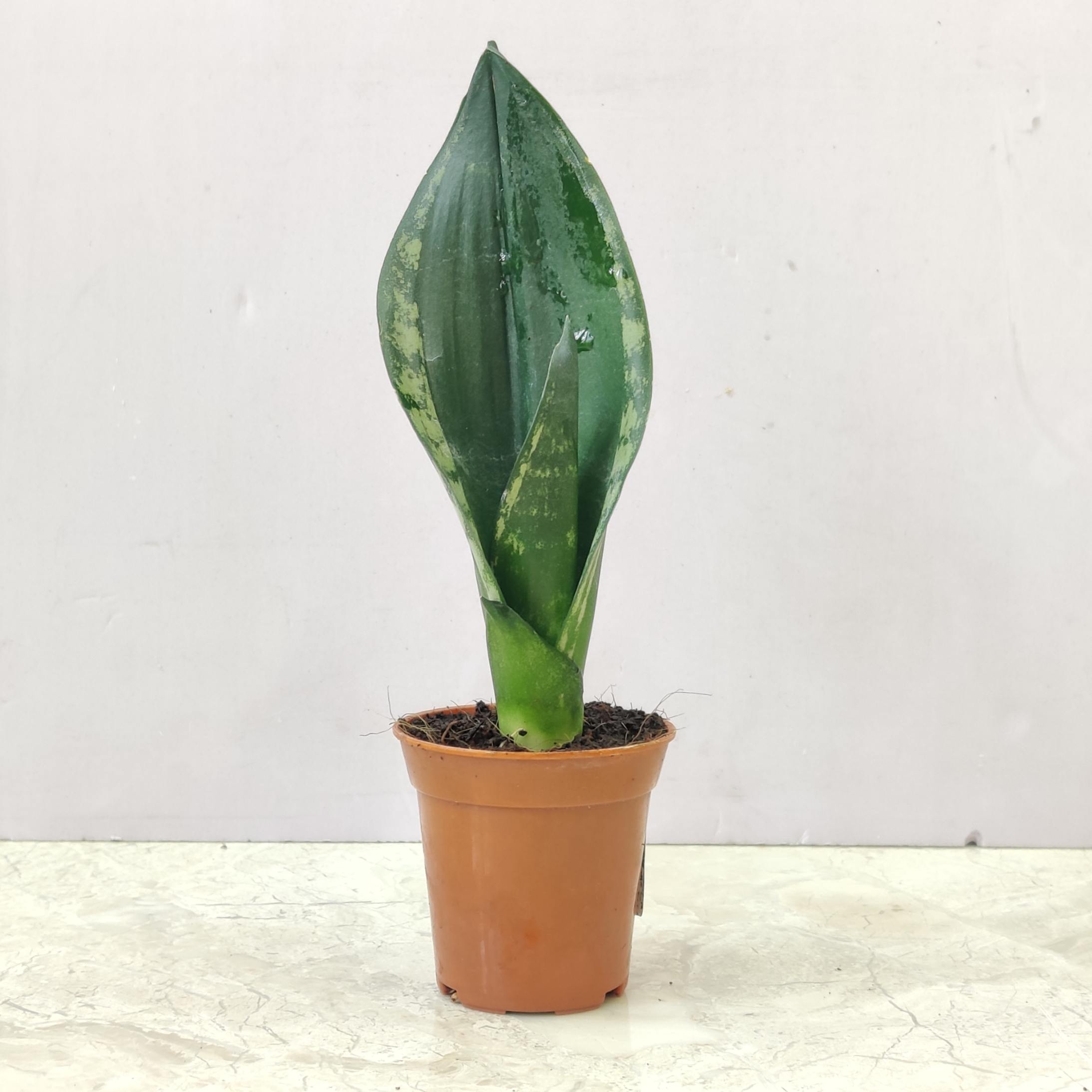 Sansevieria plants Updated On 22 May 2026 | Sanjay Nursery - CAPPL