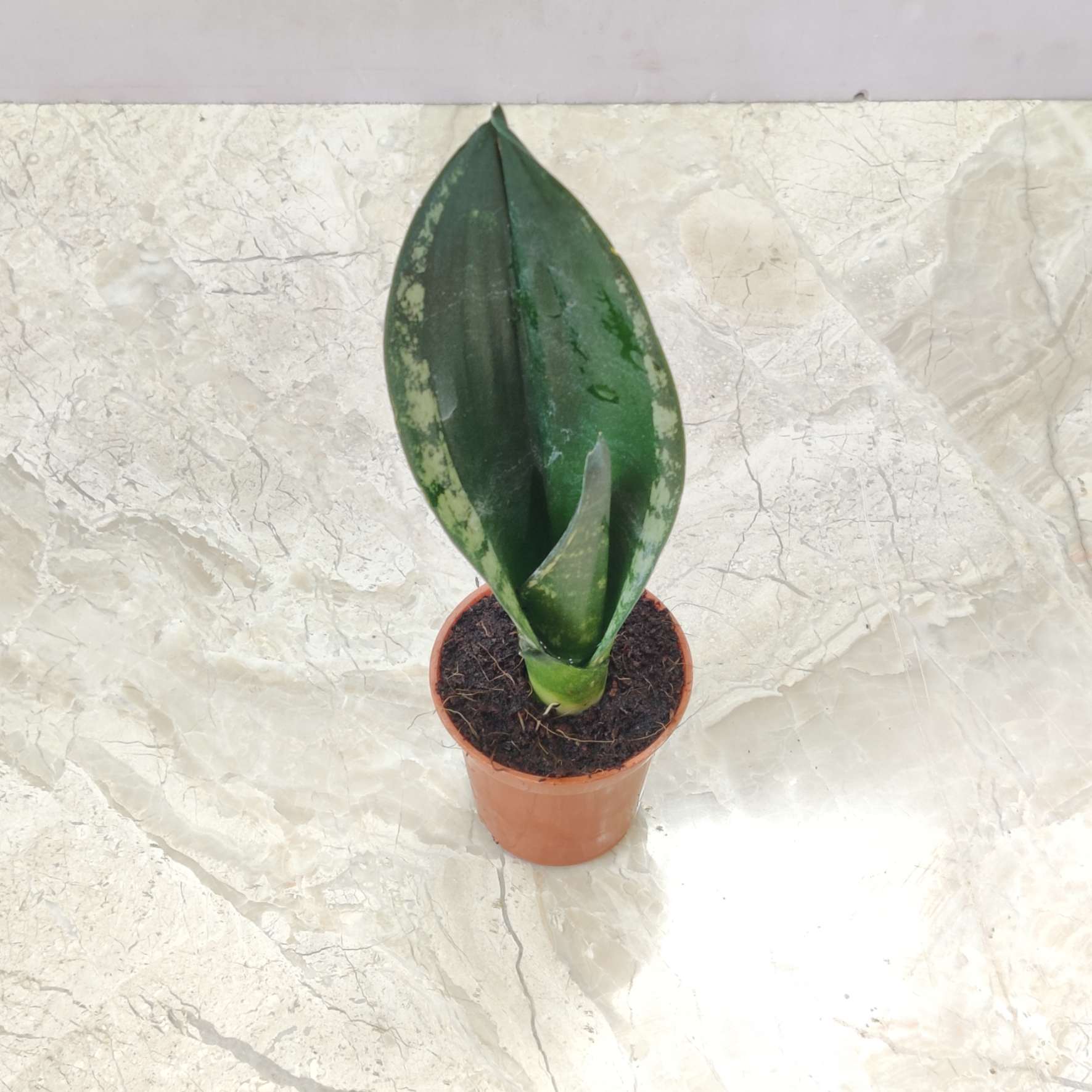 Sansevieria Whitney 5.5 cm pot