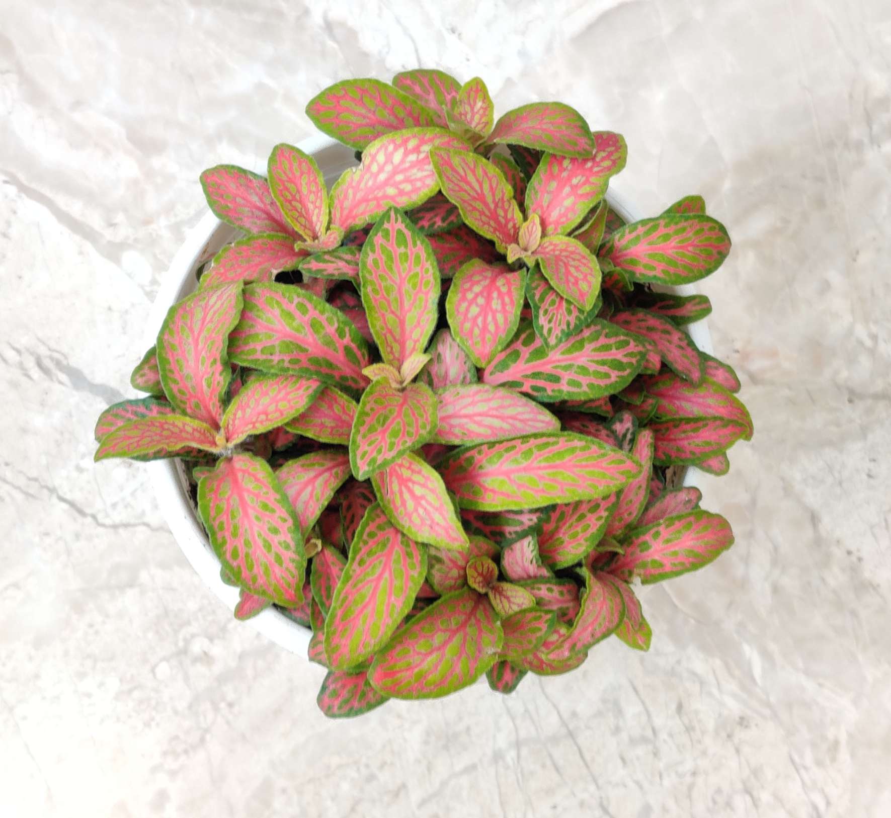 Fittonia 'Red Nerve' Plants 10 cm pot