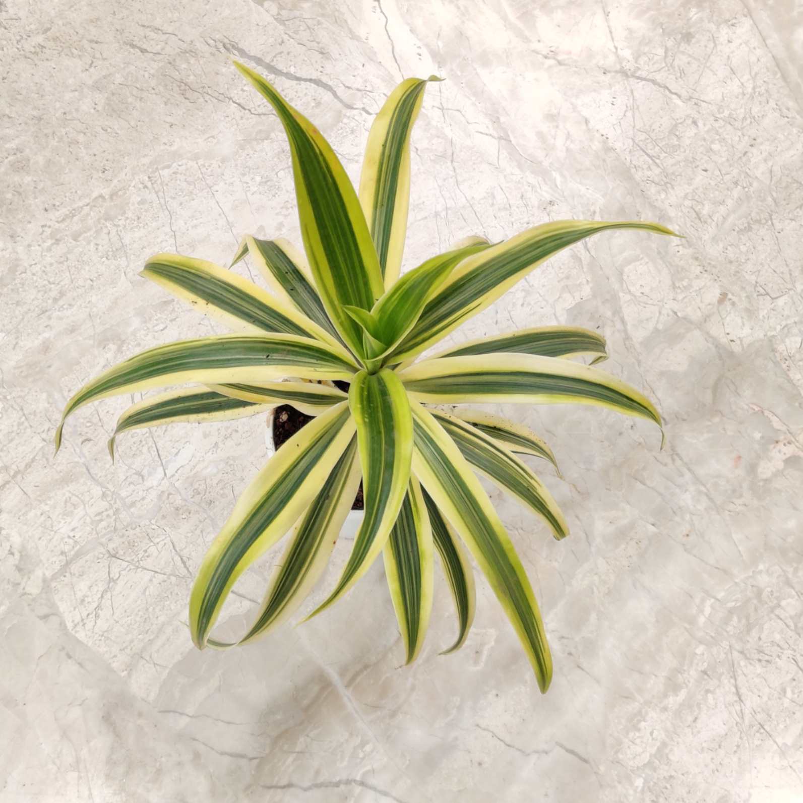 Song of India Plants 5.5 cm pot