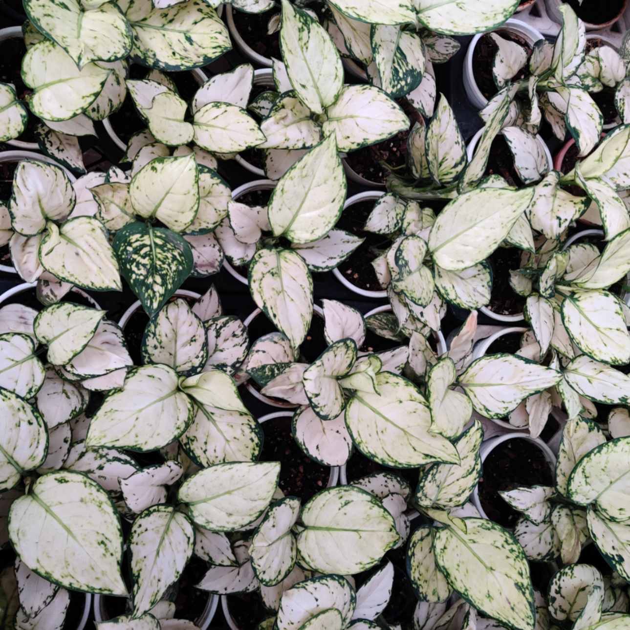 Aglaonema Super White Plants 10 cm pot