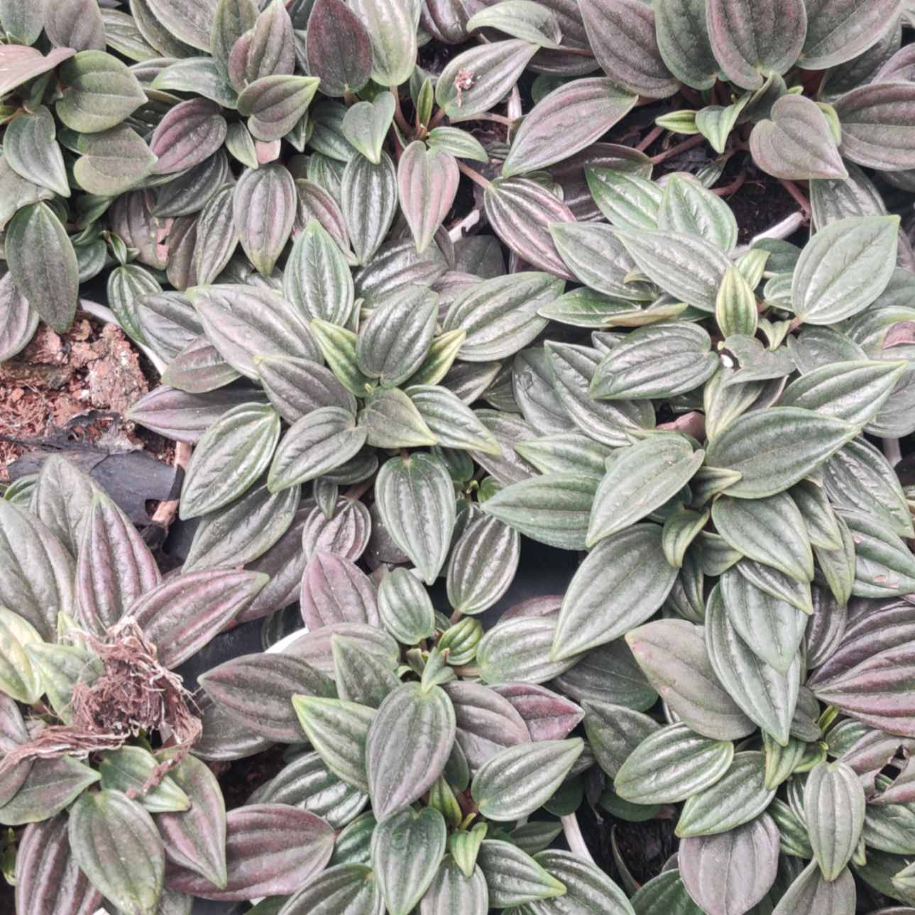 Peperomia Tanaman 8.5 cm pot