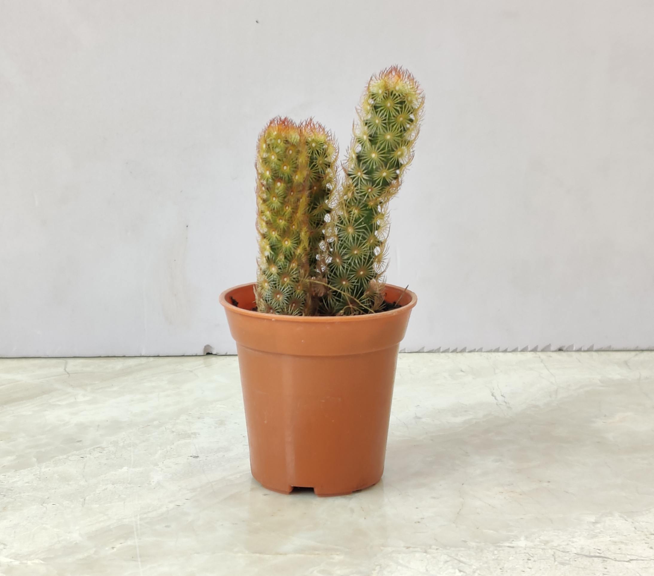 Mammillaria 'Copper King' 5.5 cm pot
