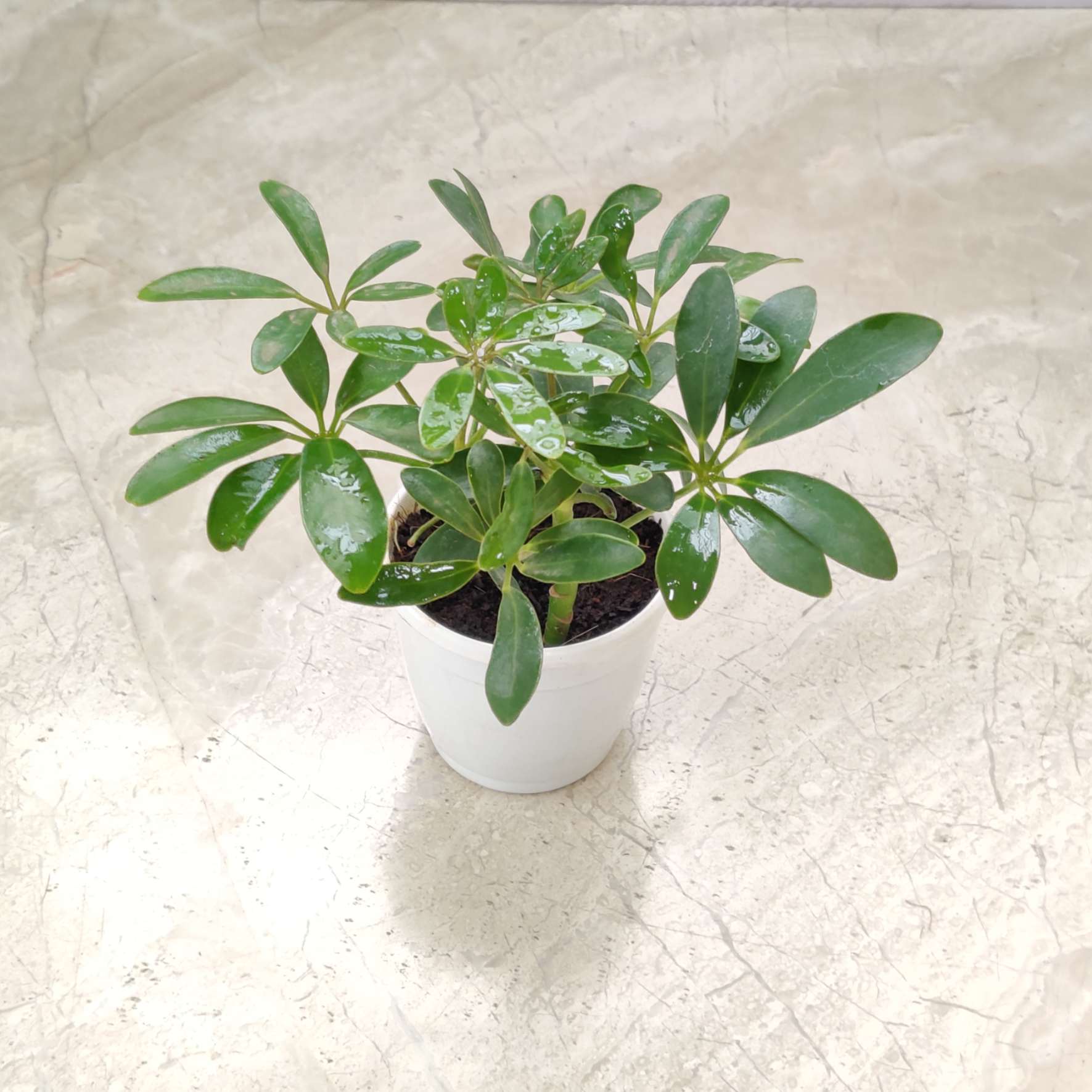 Schefflera Green Plant 8.5 cm pot