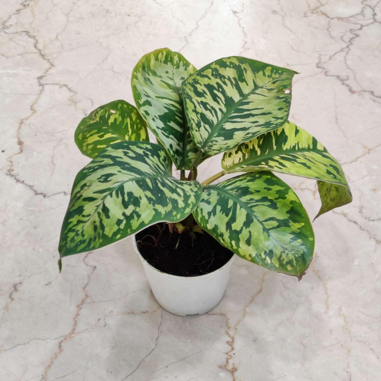 Homalomena 'Camouflage' 10 cm pot