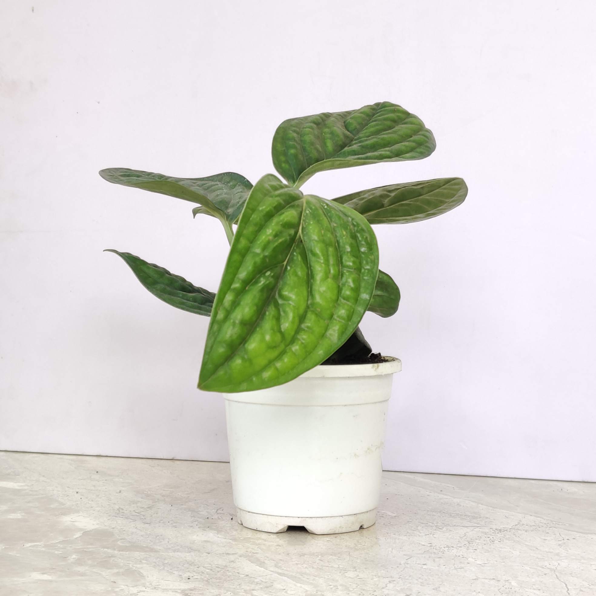 Monstera Peru 10 cm pot