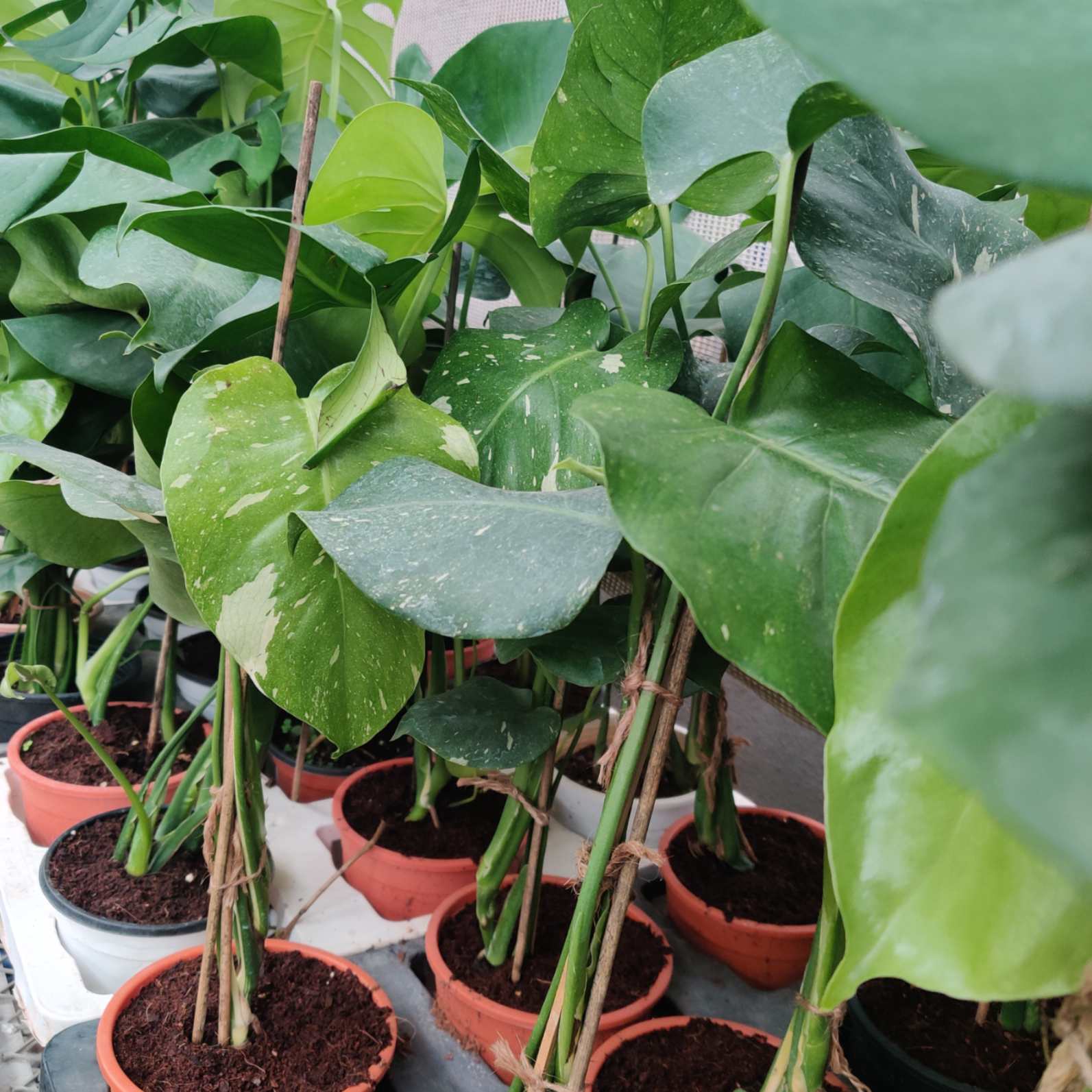 Monstera Deliciosa Thai Constellation Verigated 15 cm pot