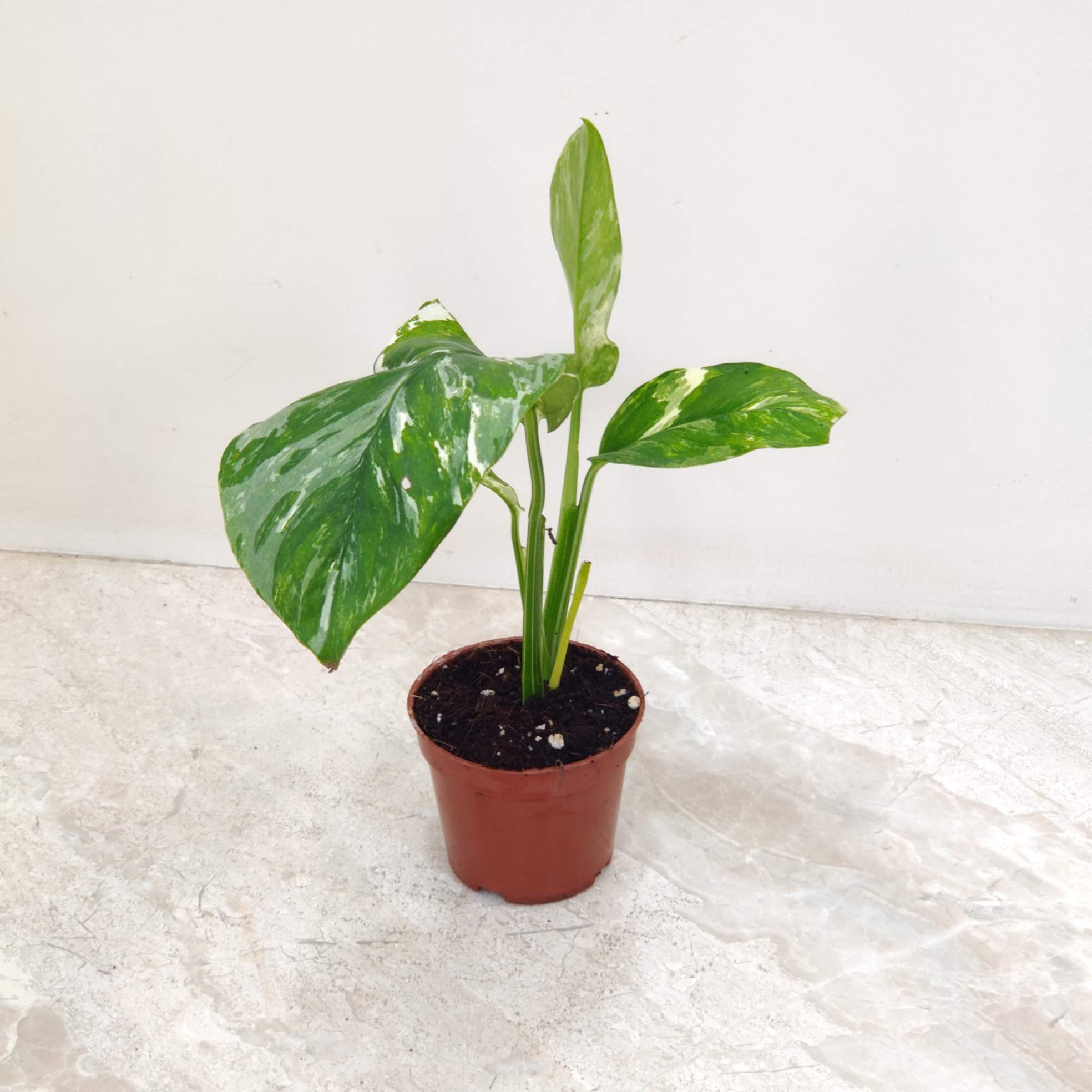 Monstera Obliqua 'Mayana' Variegated 12 cm pot